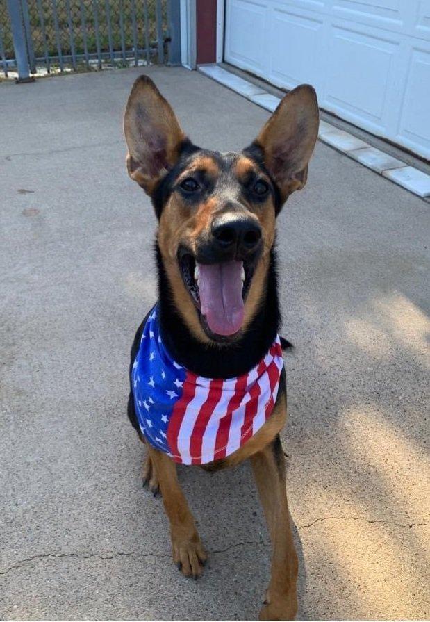 Enlarge Layla, a Adoptable mixed breed in Spring, TX image 6/6