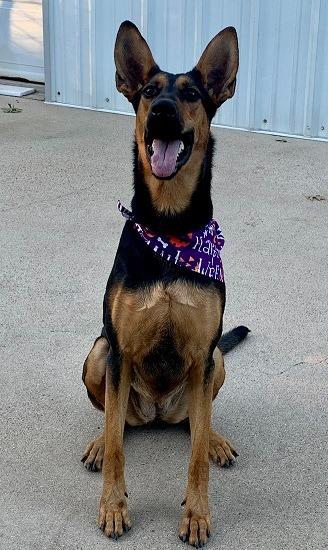 Layla, a Adoptable mixed breed in Spring, TX image 6/6