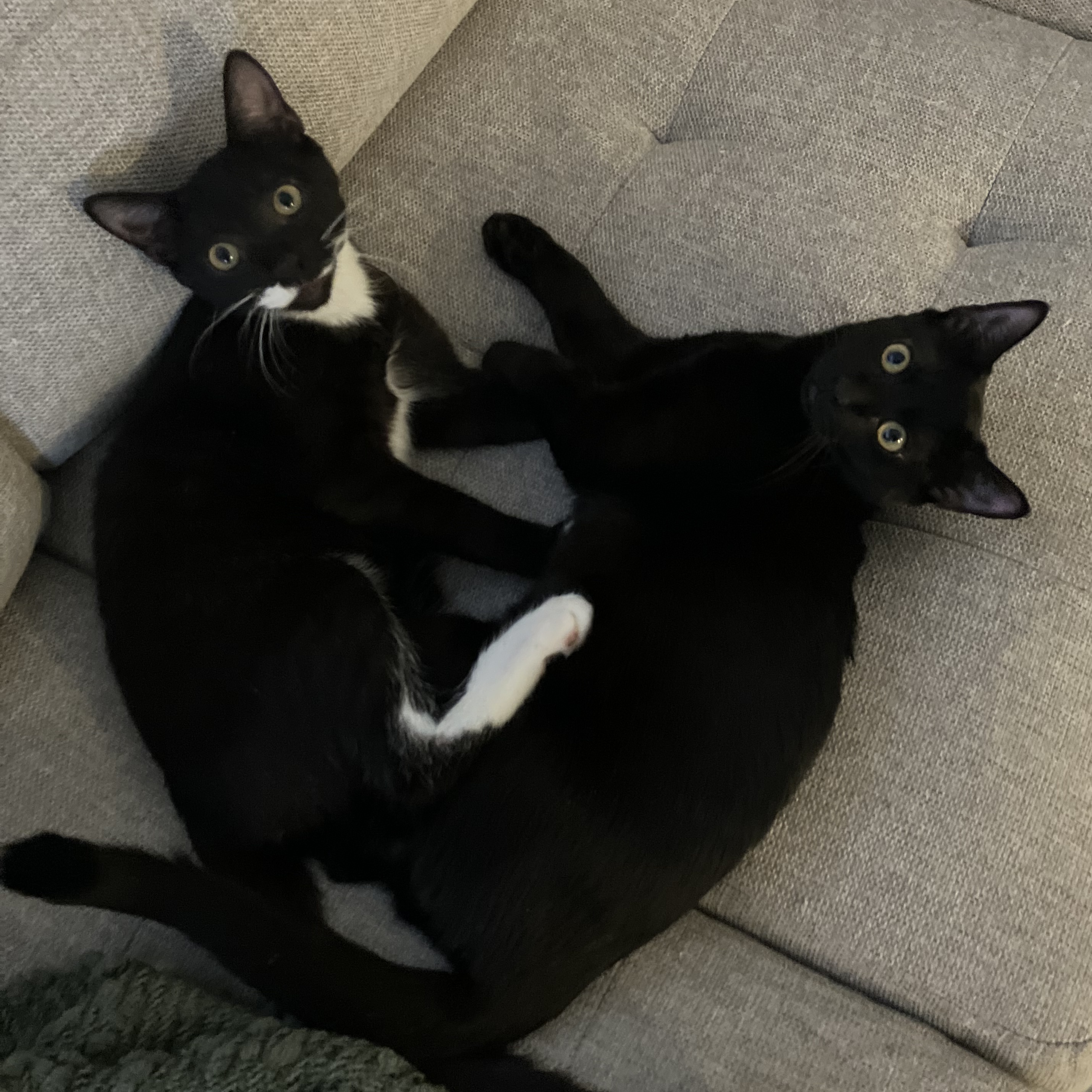 Cat for adoption Wren and Wednesday, a Bombay & Tuxedo Mix in Albany