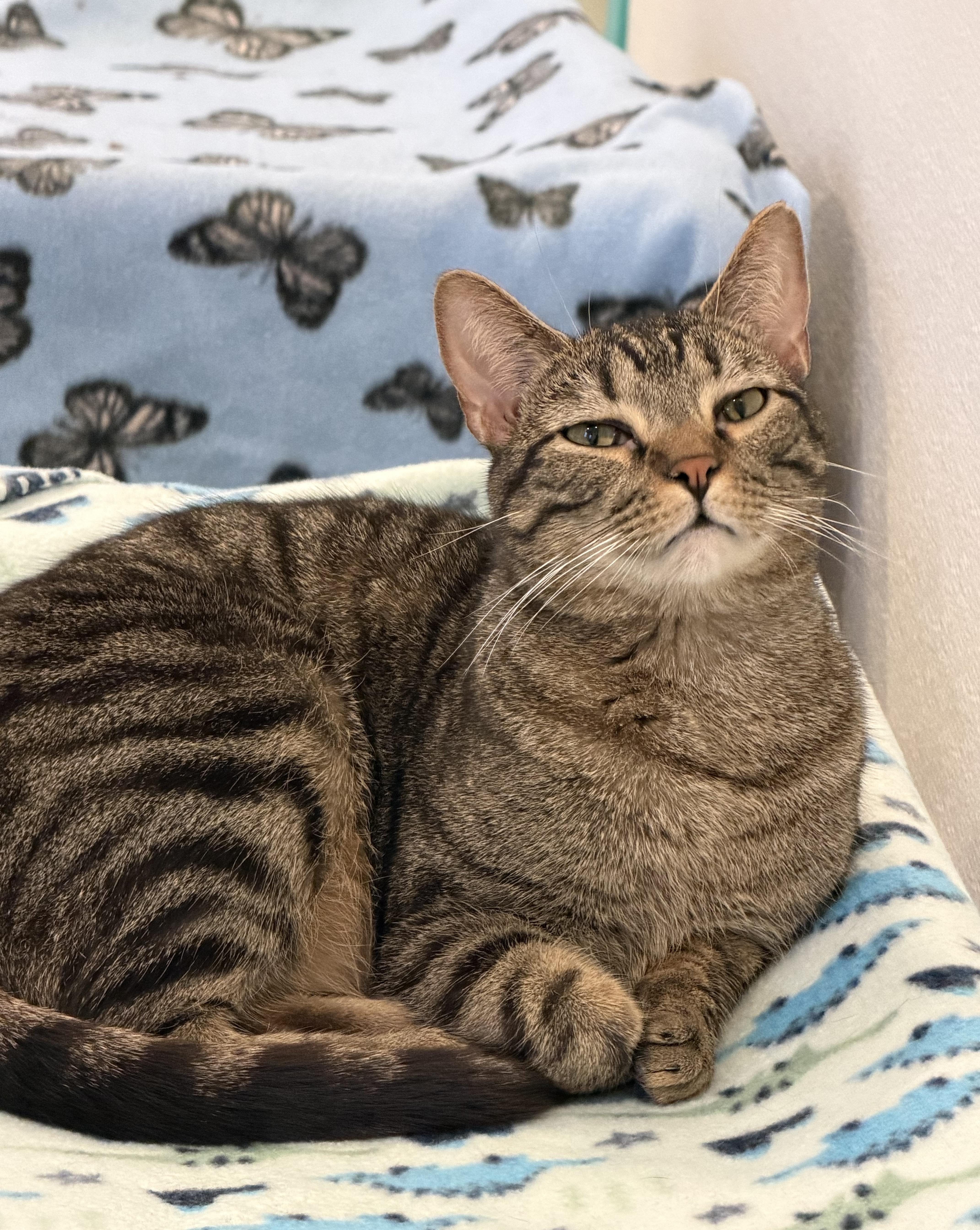 Enlarge Graham, a Adoptable Domestic Short Hair in Chicago, IL image 1/1