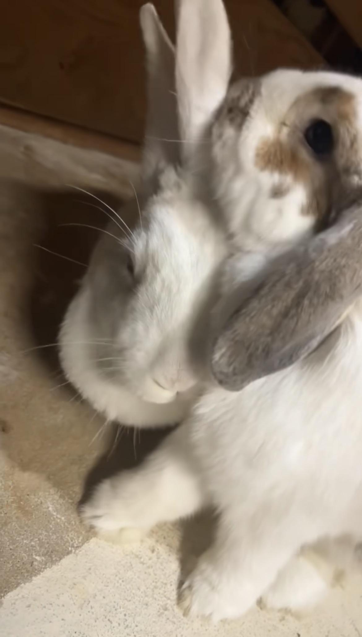 Enlarge Nala & Clover, a ADOPTABLE mixed breed in Atlantic Highlands, NJ image 2/2