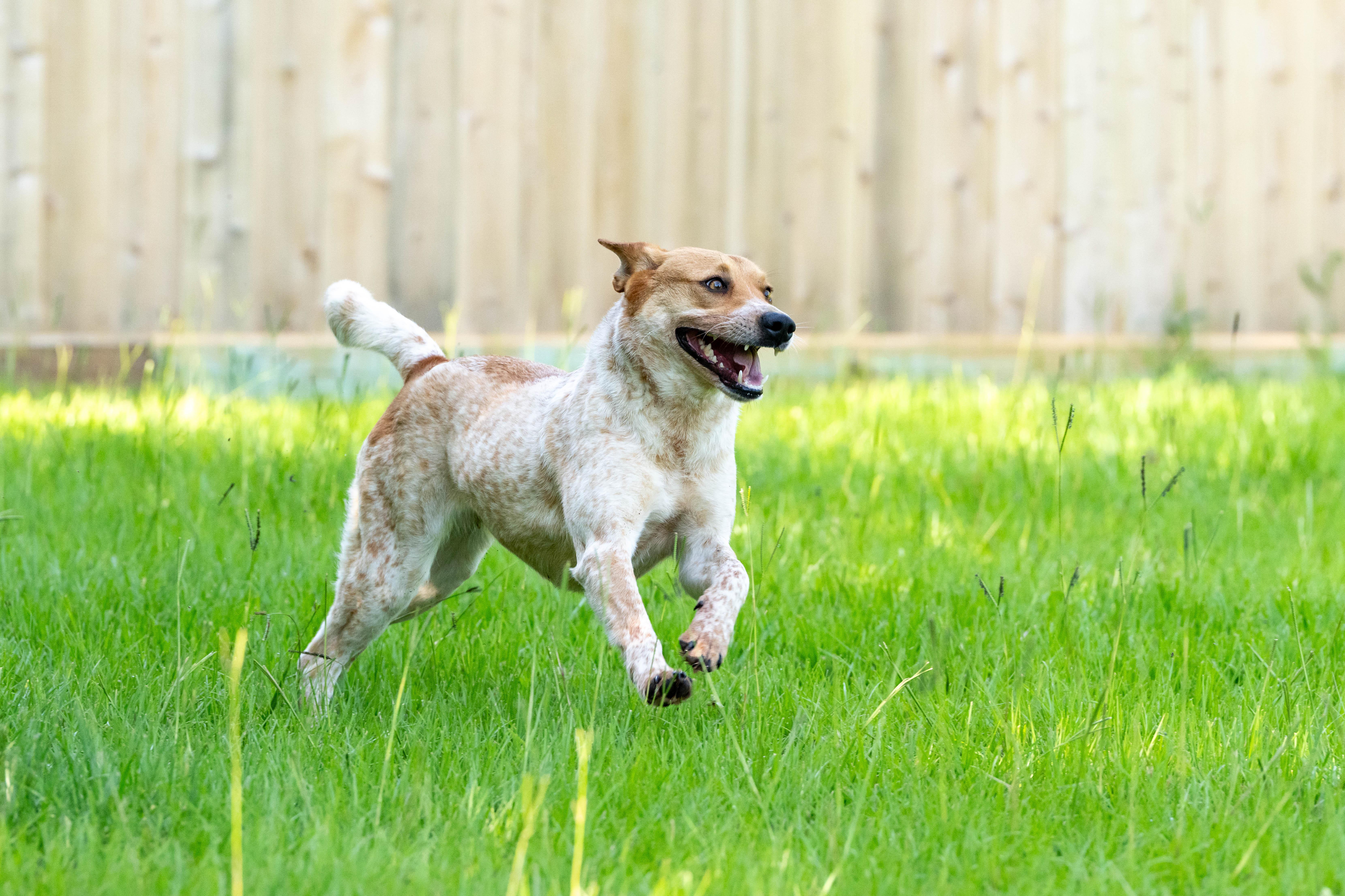 Sadie, an adoptable Australian Cattle Dog / Blue Heeler in Cypress, TX image 4/6