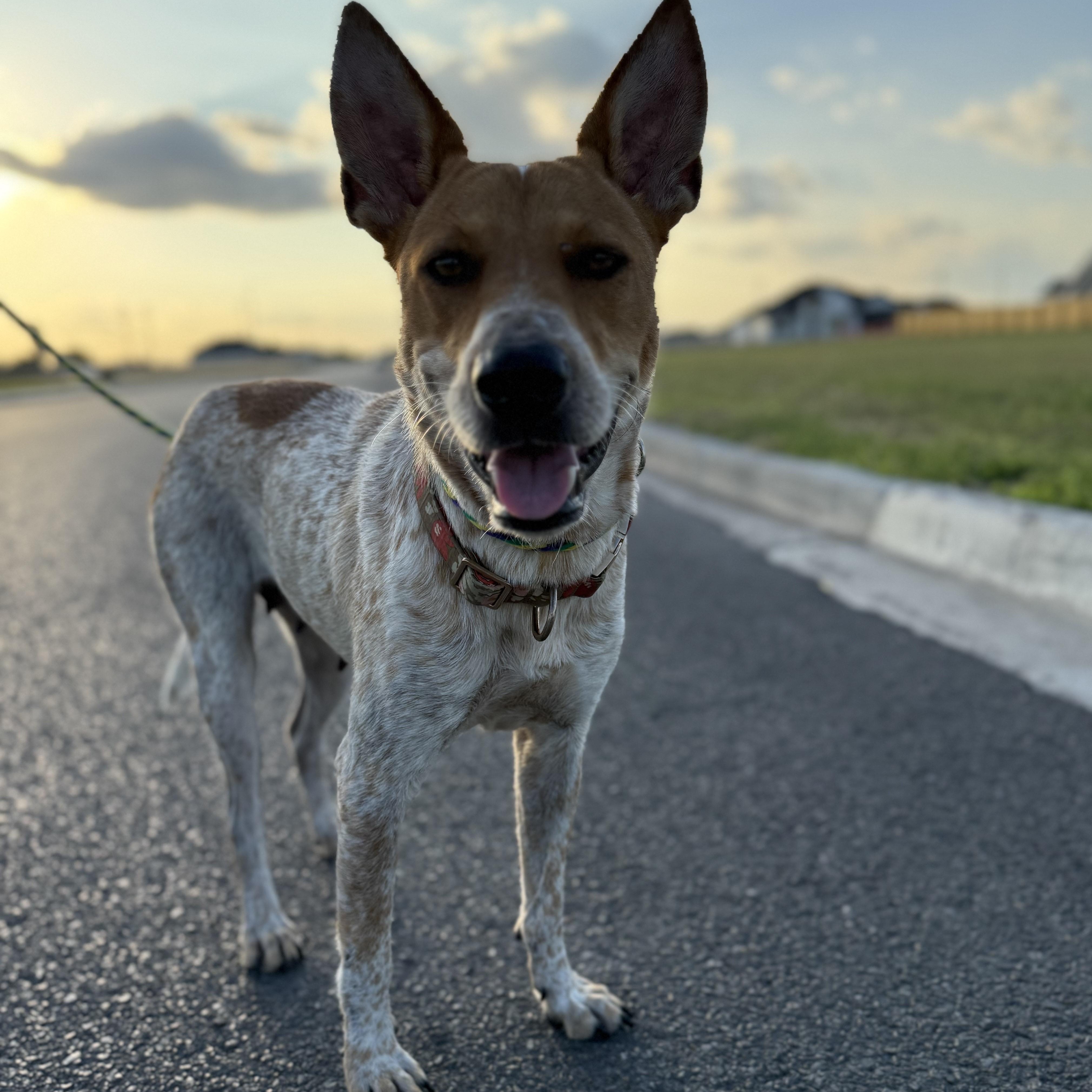 Sadie, a Adoptable Australian Cattle Dog / Blue Heeler in Weslaco , TX image 4/6