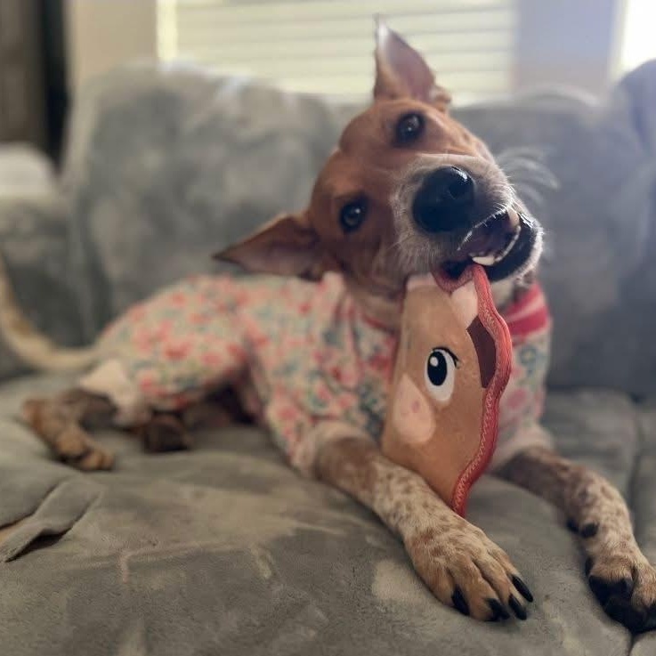 Sadie, Adoptable, Adult Female Australian Cattle Dog / Blue Heeler.