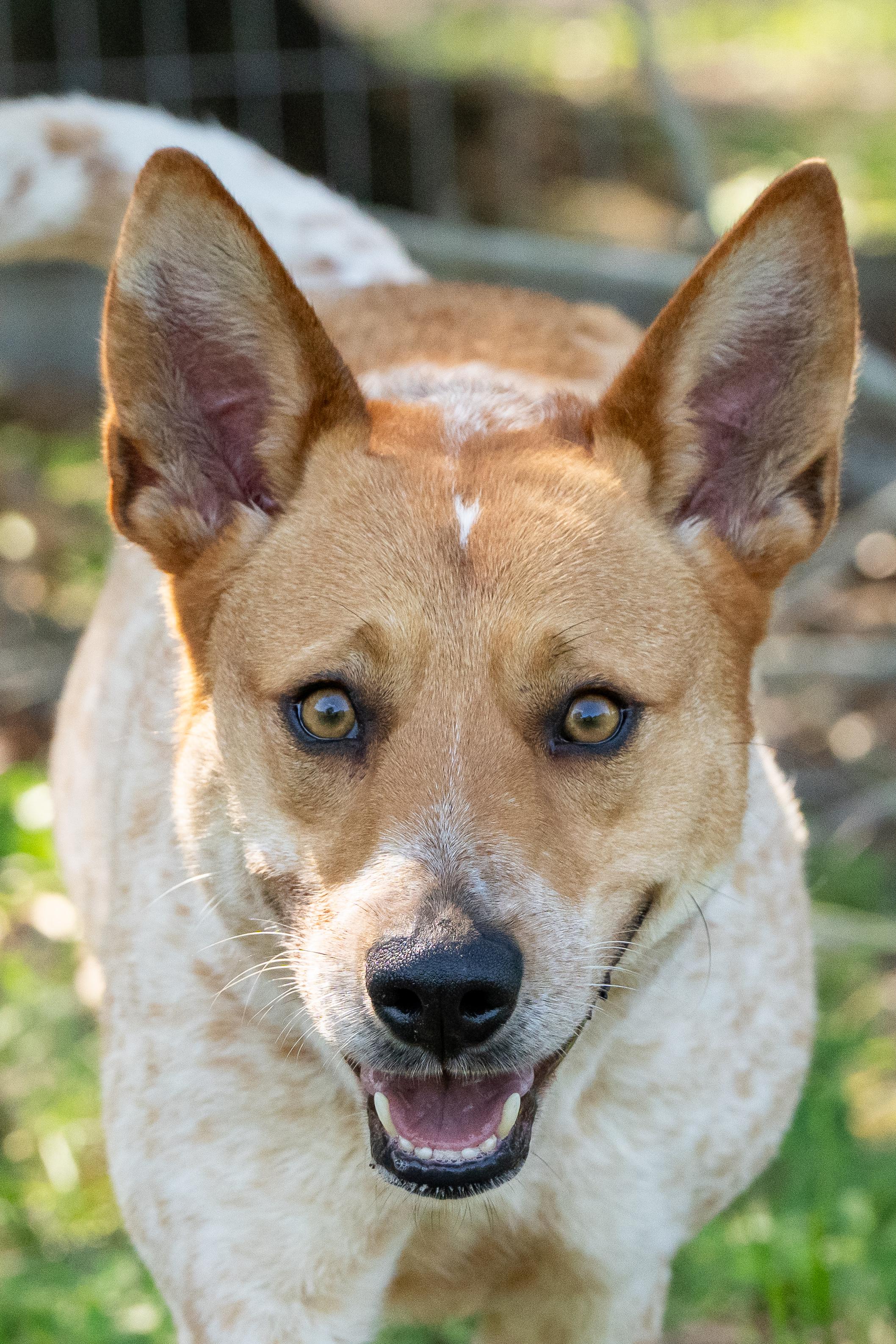 Sadie, an adoptable Australian Cattle Dog / Blue Heeler in Cypress, TX image 1/6