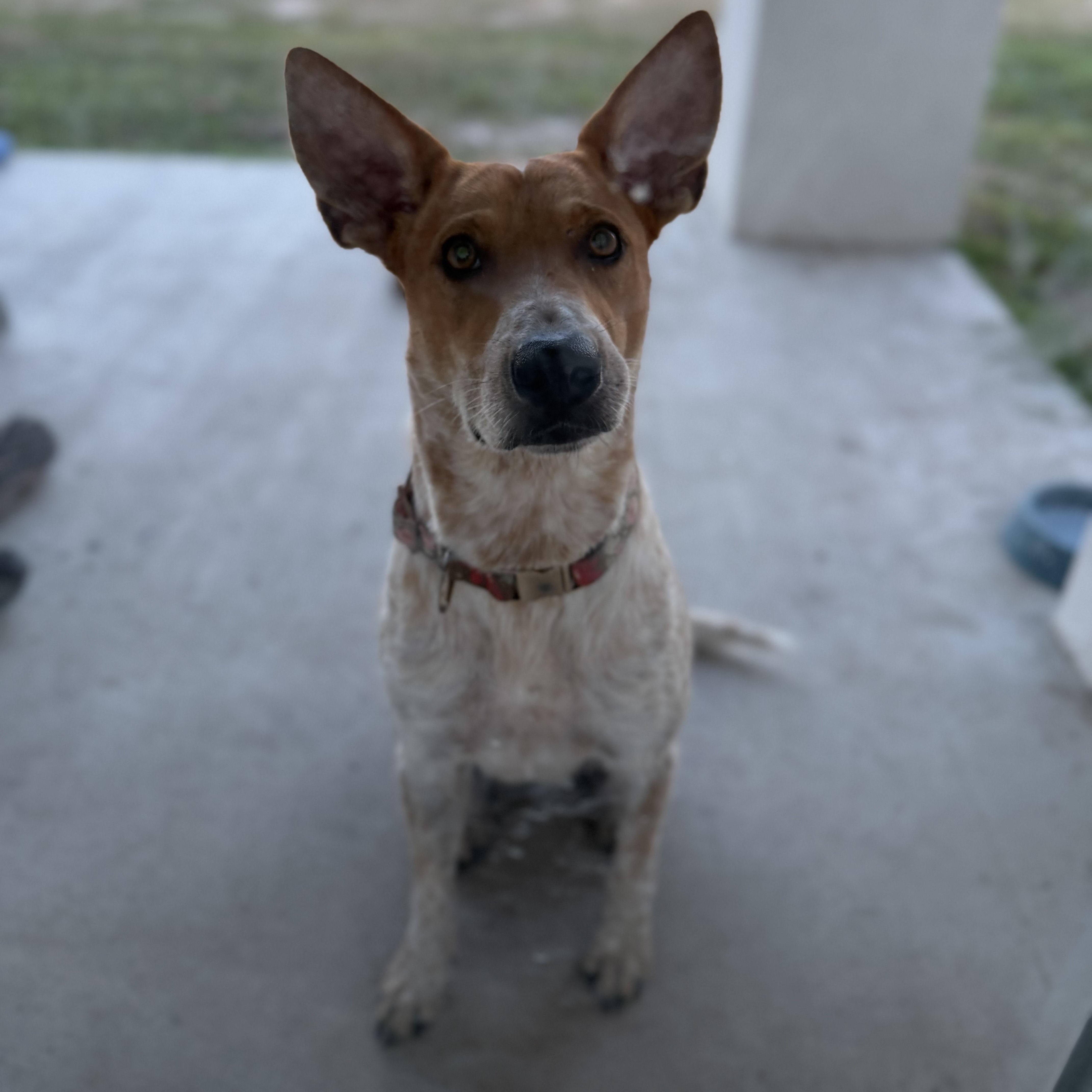 Sadie, a Adoptable Australian Cattle Dog / Blue Heeler in Weslaco , TX image 2/6