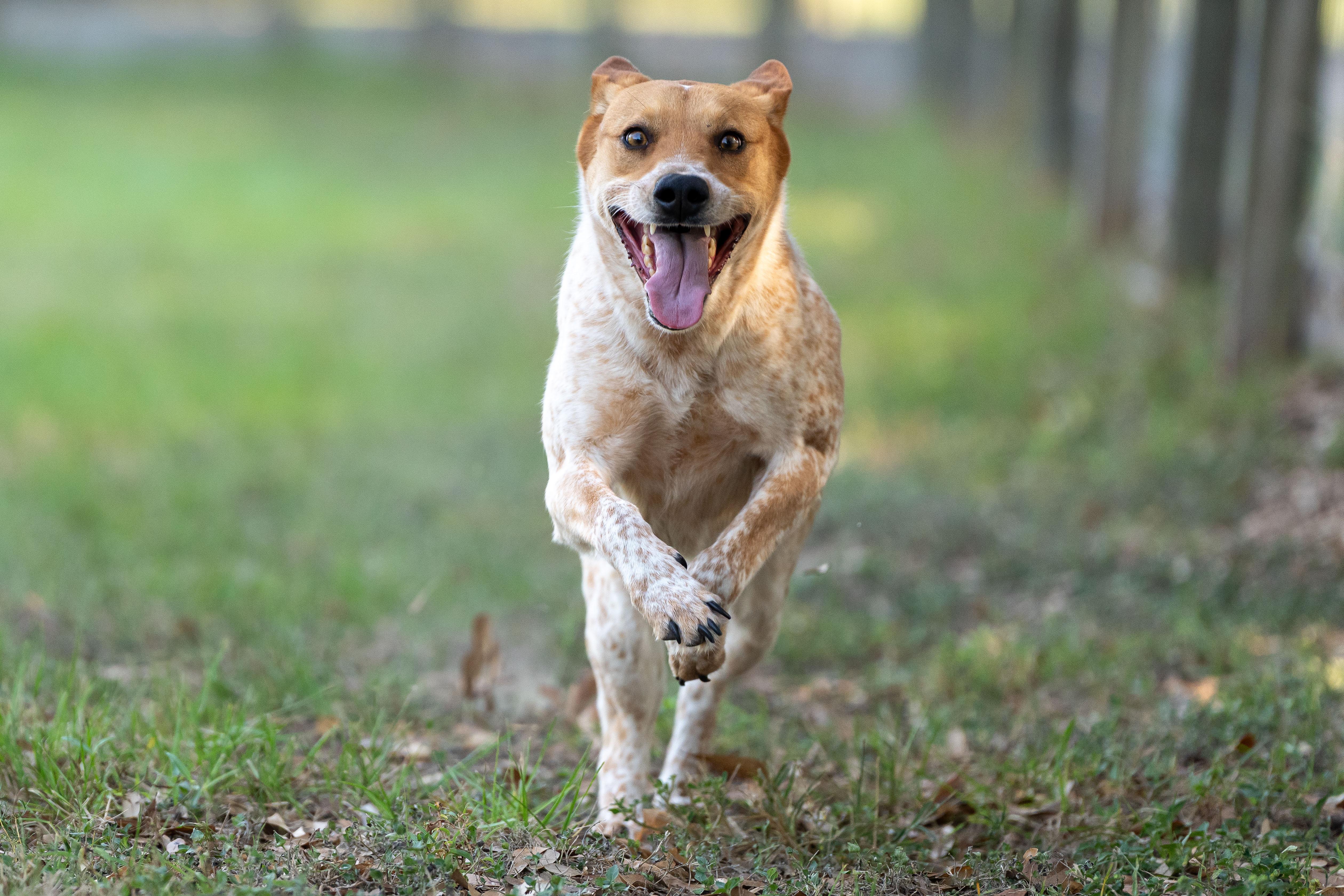 Enlarge Sadie, a Adoptable Australian Cattle Dog / Blue Heeler in Rockdale, TX image 3/6