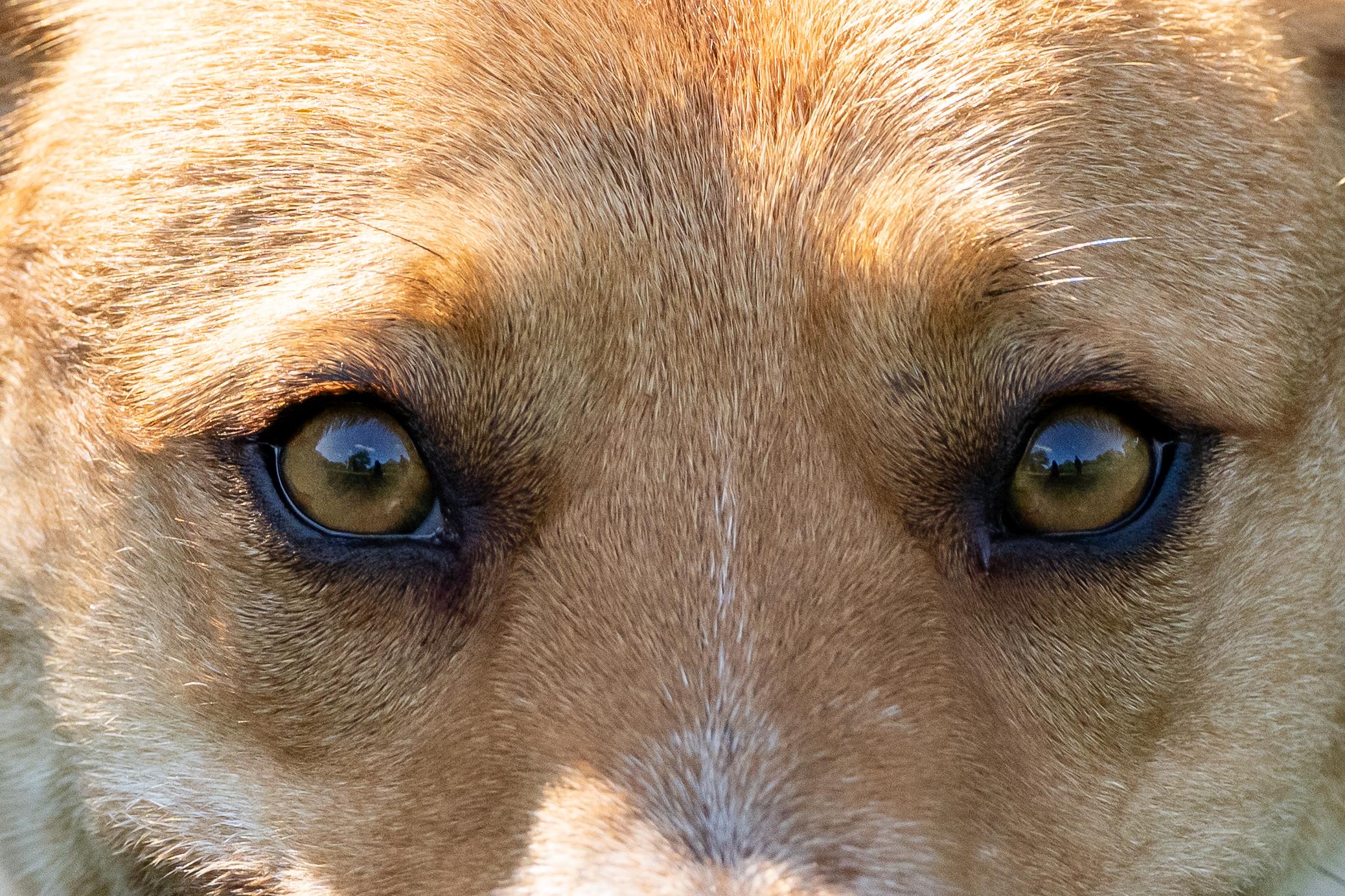 Sadie, an adoptable Australian Cattle Dog / Blue Heeler in Cypress, TX image 6/6