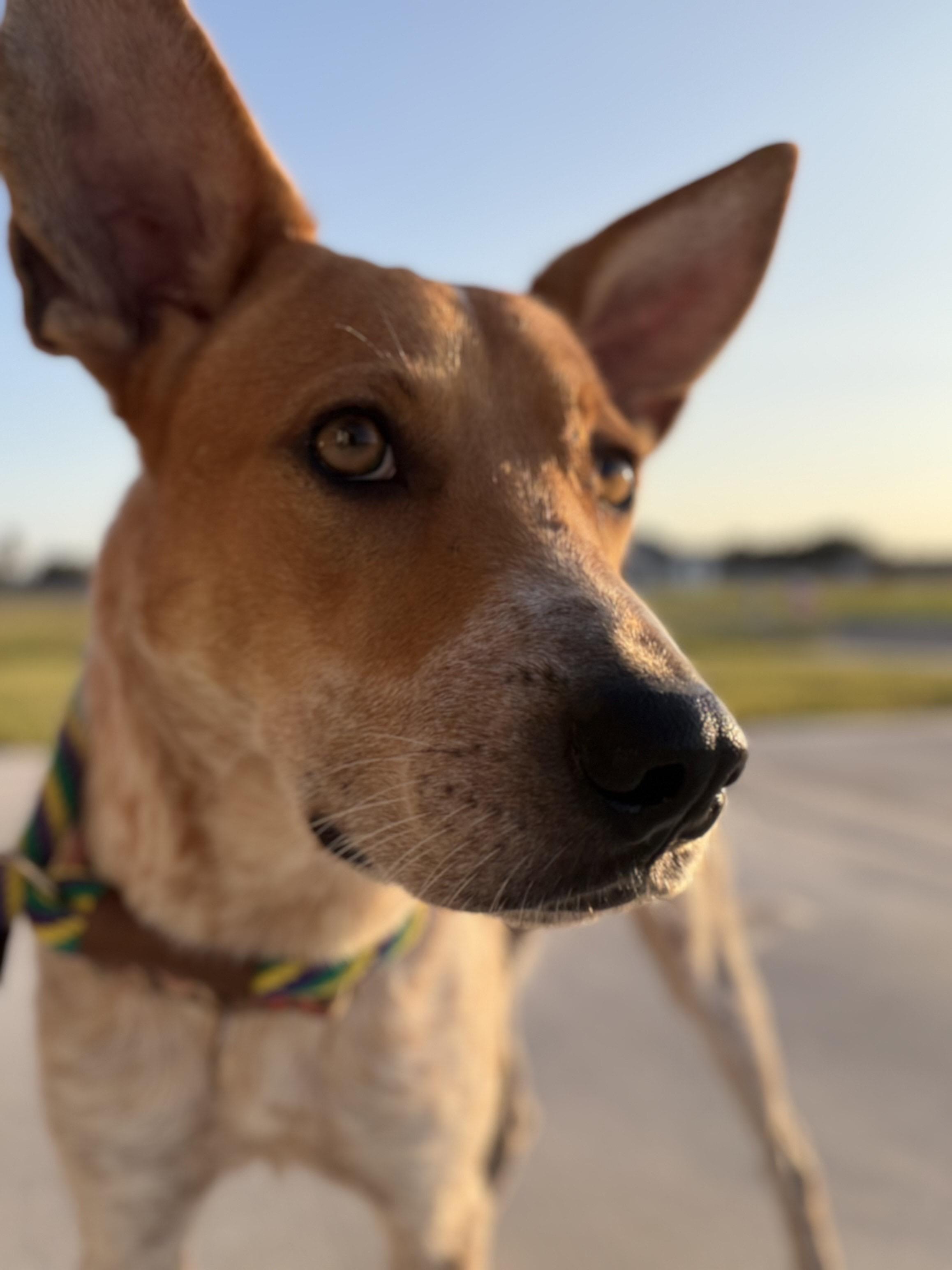 Sadie, a Adoptable Australian Cattle Dog / Blue Heeler in Weslaco , TX image 3/6