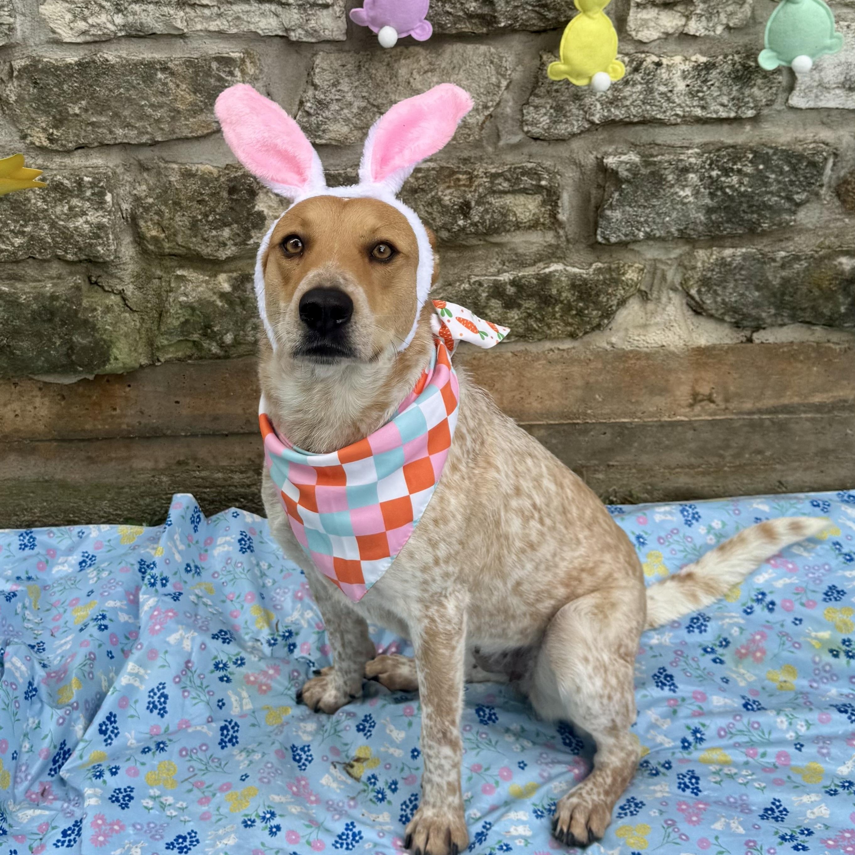 Sadie, an adoptable Australian Cattle Dog / Blue Heeler in Cypress, TX image 2/6