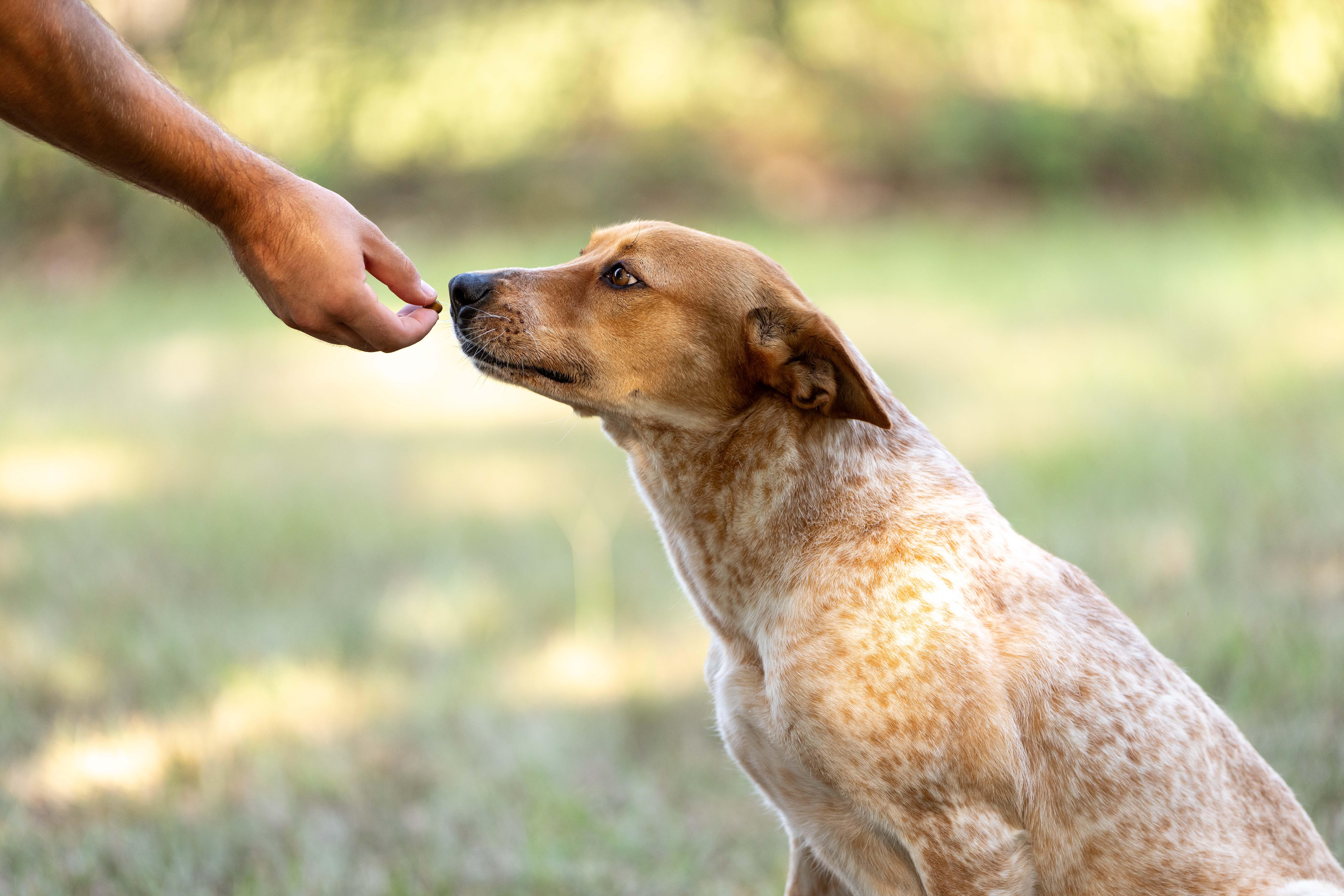 Enlarge Sadie, a Adoptable Australian Cattle Dog / Blue Heeler in Rockdale, TX image 1/6