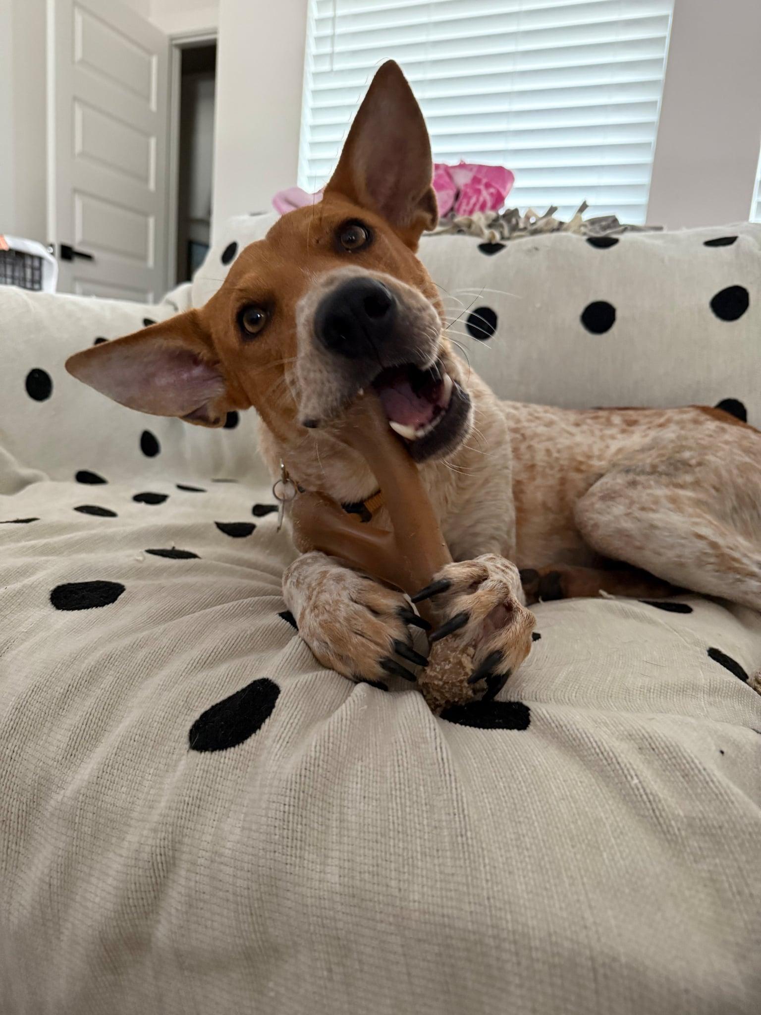 Sadie, adoptable, Adult Female Australian Cattle Dog / Blue Heeler.