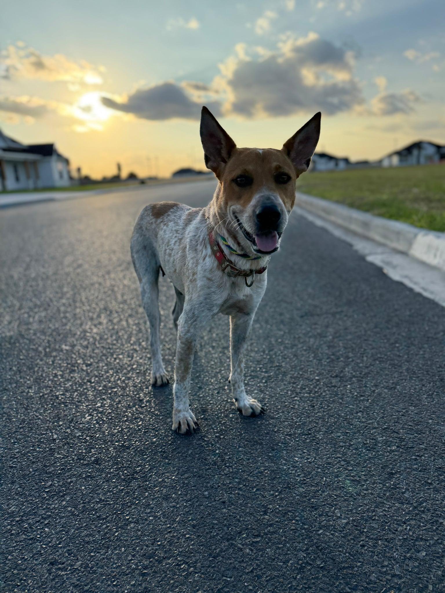 Sadie, an adoptable Australian Cattle Dog / Blue Heeler in Cypress, TX image 5/6