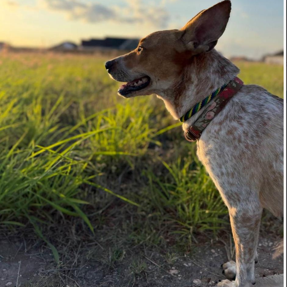 Sadie, a Adoptable Australian Cattle Dog / Blue Heeler in Weslaco , TX image 5/6