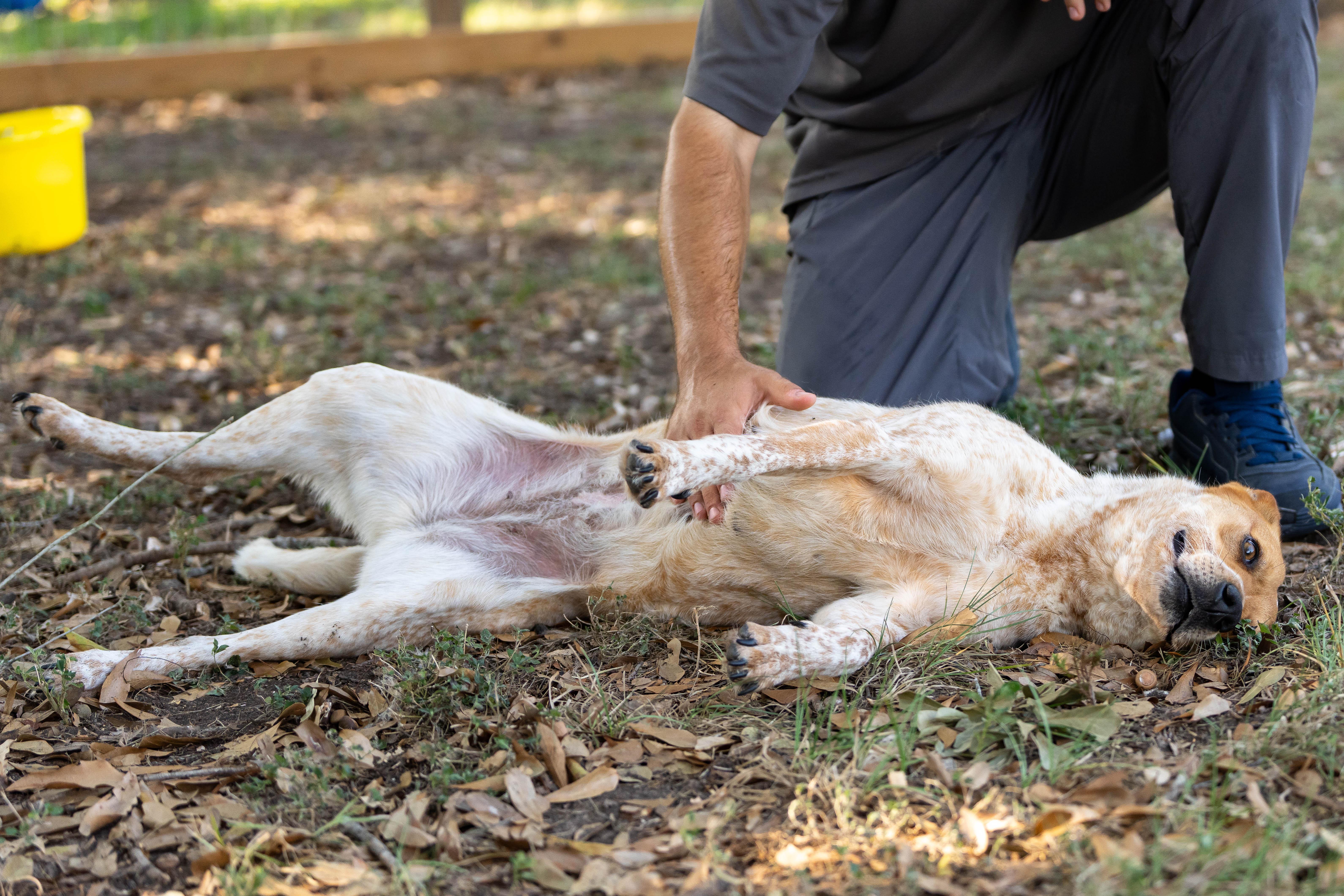 Enlarge Sadie, a Adoptable Australian Cattle Dog / Blue Heeler in Rockdale, TX image 5/6
