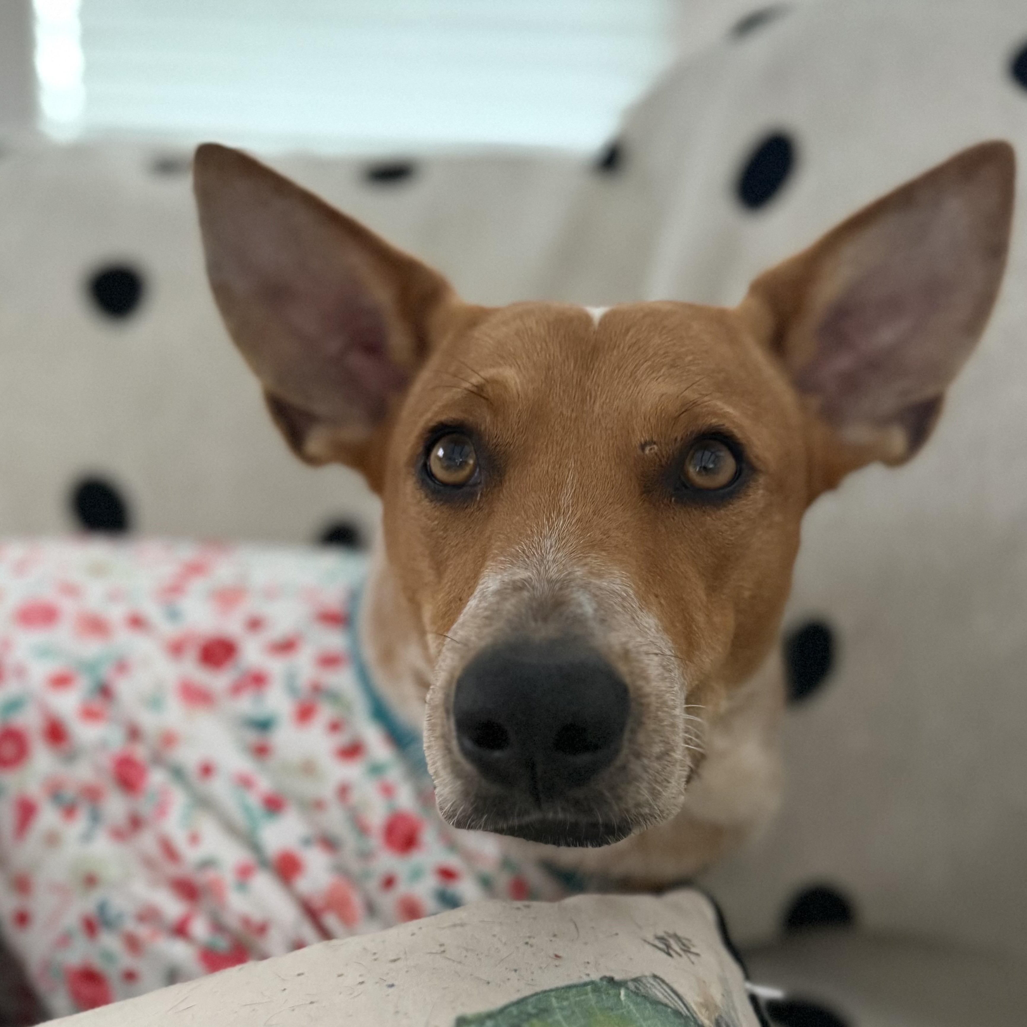 Sadie, a Adoptable Australian Cattle Dog / Blue Heeler in Weslaco , TX image 6/6