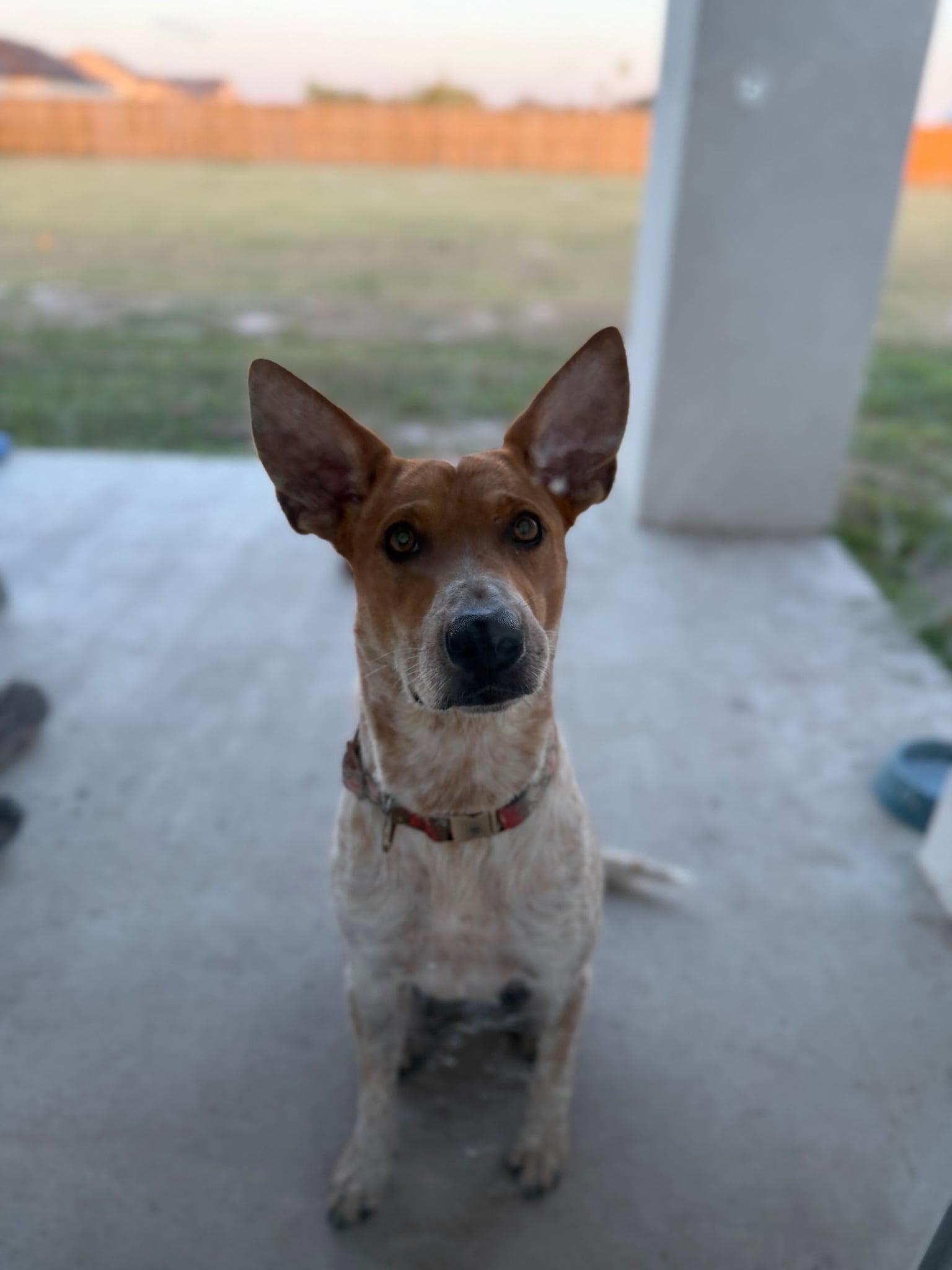 Sadie, an adoptable Australian Cattle Dog / Blue Heeler in Cypress, TX image 4/6
