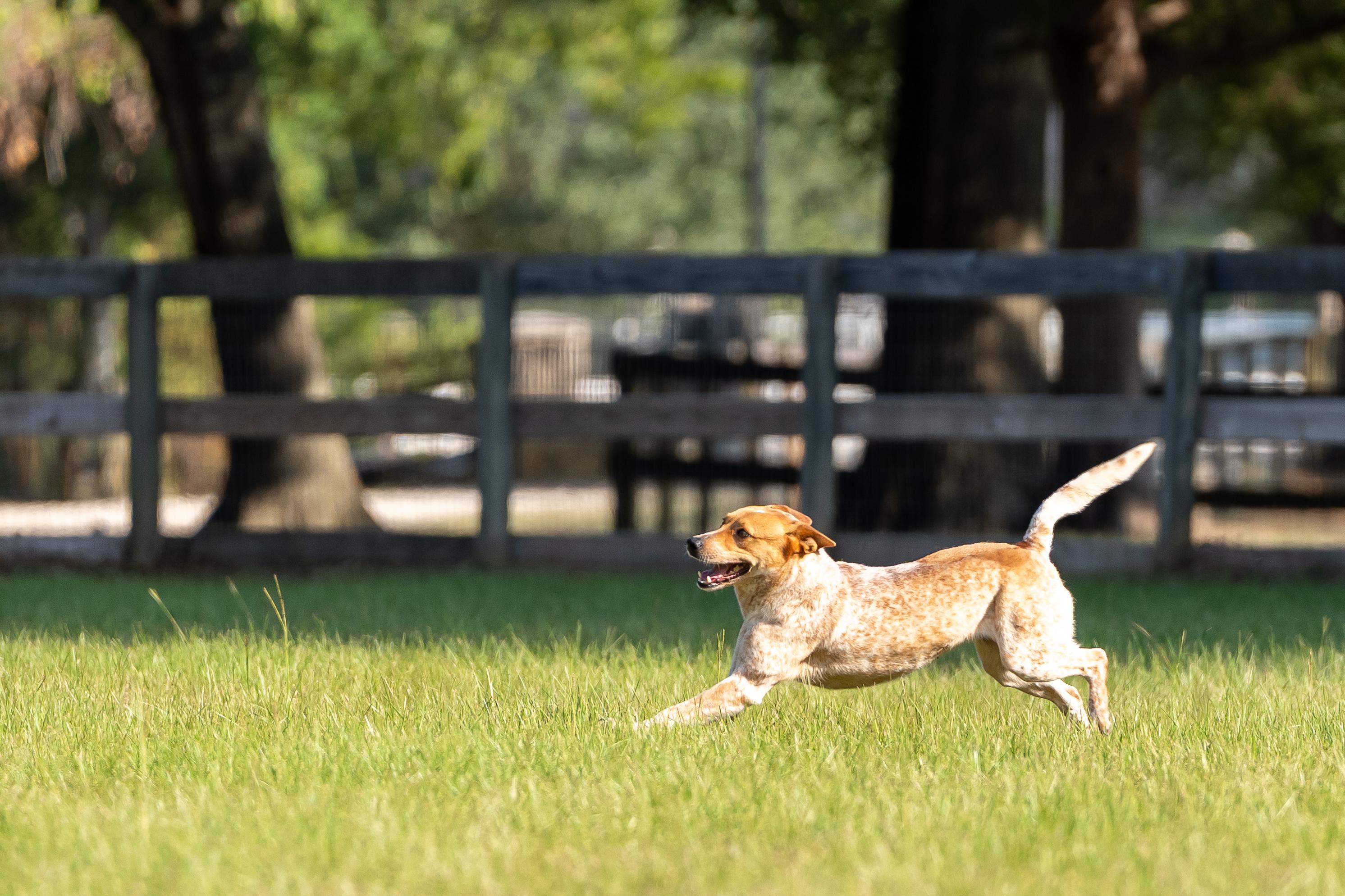 Enlarge Sadie, a Adoptable Australian Cattle Dog / Blue Heeler in Rockdale, TX image 6/6