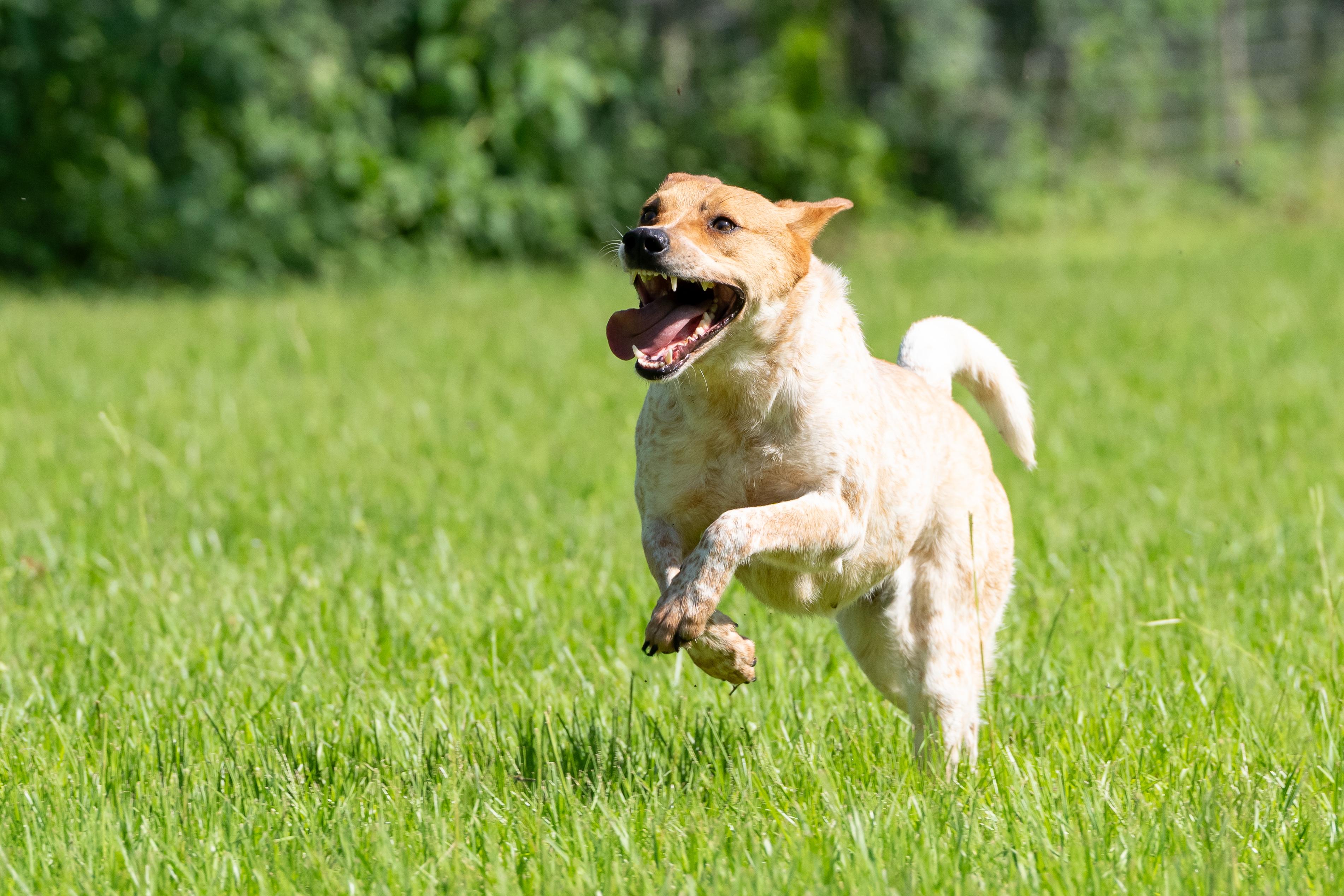 Sadie, an adoptable Australian Cattle Dog / Blue Heeler in Cypress, TX image 5/6
