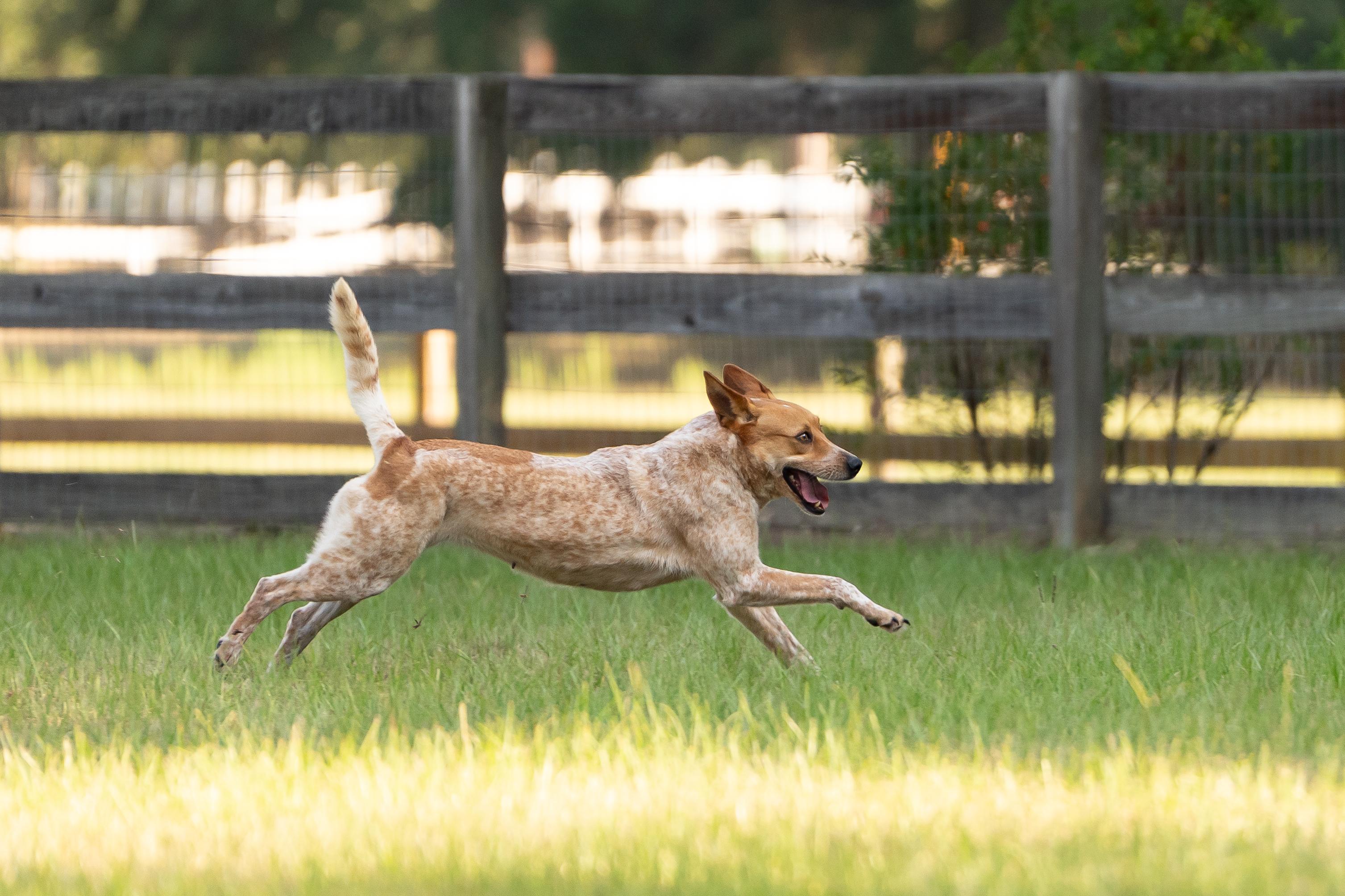 Enlarge Sadie, a Adoptable Australian Cattle Dog / Blue Heeler in Rockdale, TX image 4/6