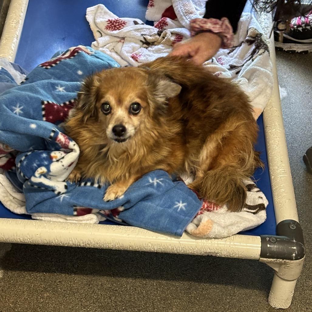 Katsu, Adoptable, Senior Female Chihuahua.