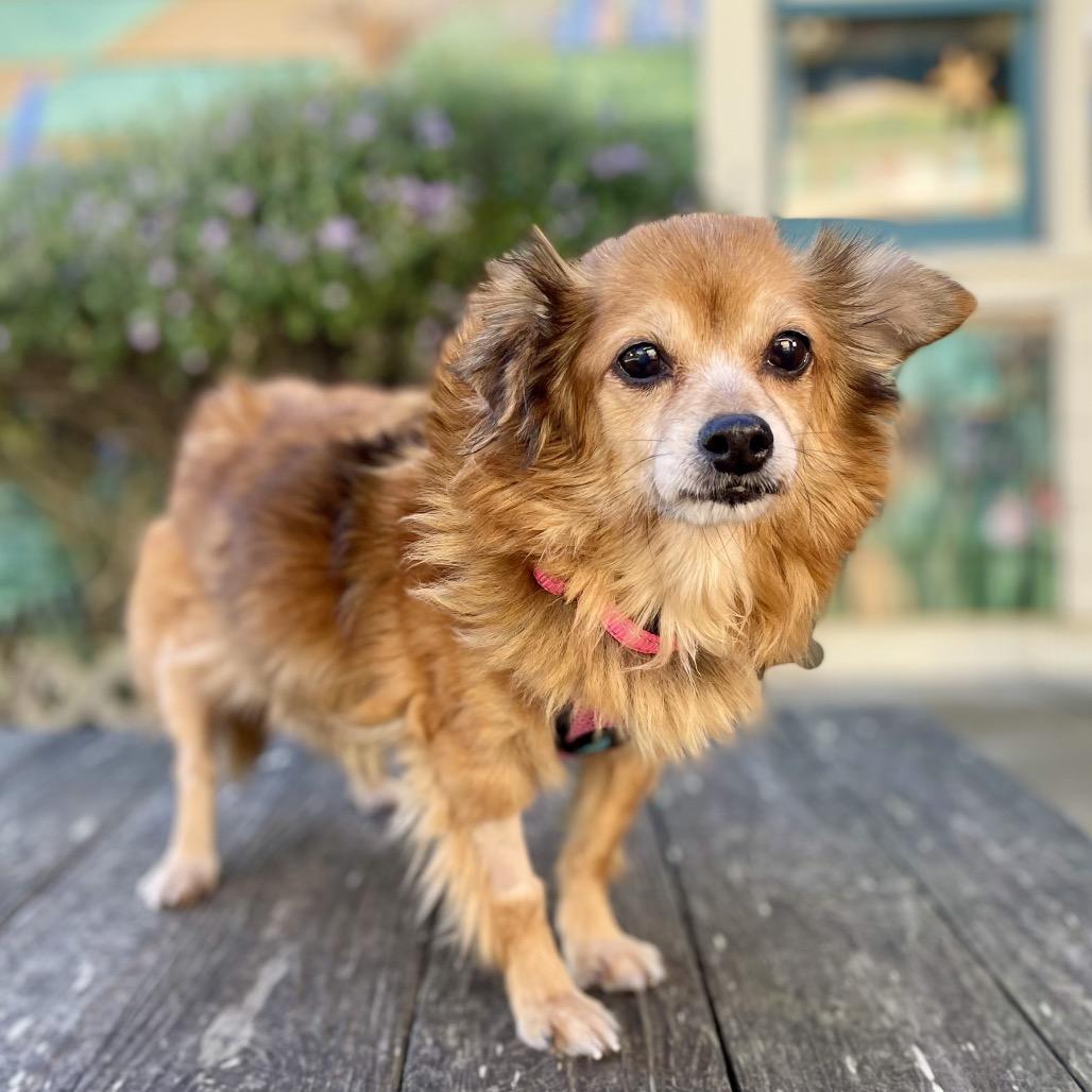 Katsu, a Adoptable Chihuahua in Pacific Grove, CA image 3/6