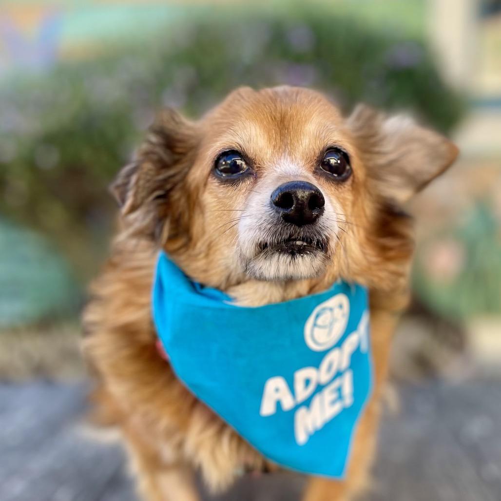 Katsu, a Adoptable Chihuahua in Pacific Grove, CA image 4/6