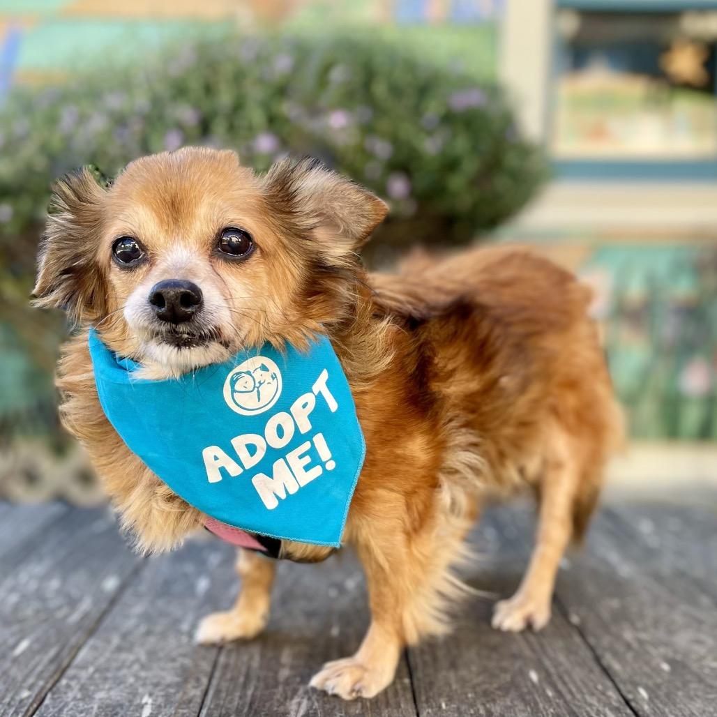Katsu, a Adoptable Chihuahua in Pacific Grove, CA image 6/6