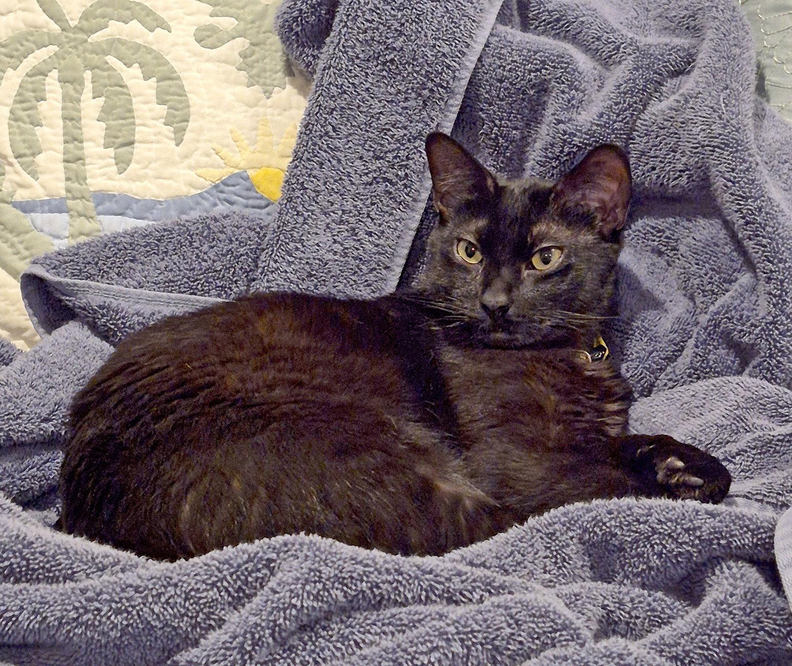Enlarge Amarillo, a Adoptable mixed breed in Laguna Niguel, CA image 1/3