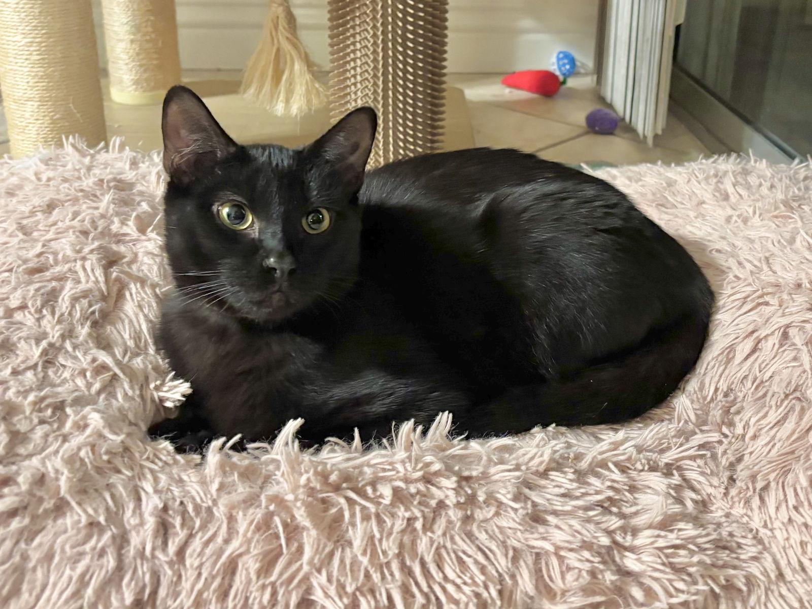 Amarillo, a Adoptable mixed breed in Laguna Niguel, CA image 2/3