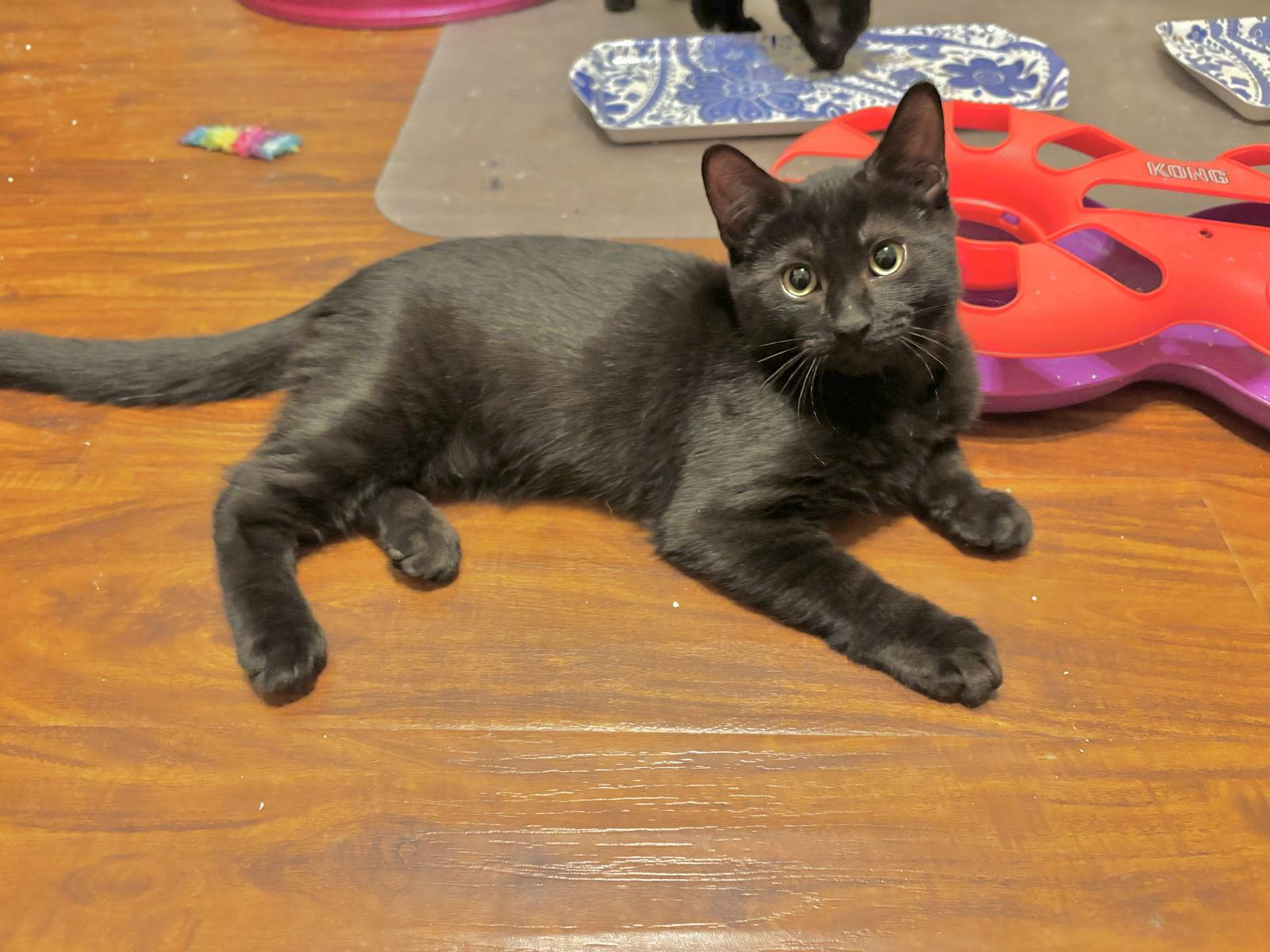 Amarillo, a Adoptable mixed breed in Laguna Niguel, CA image 3/3