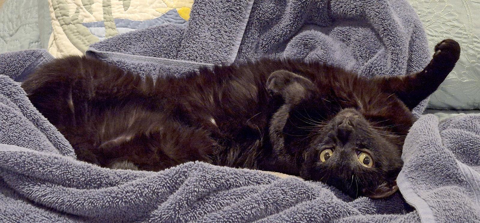 Enlarge Amarillo, a Adoptable mixed breed in Laguna Niguel, CA image 3/3