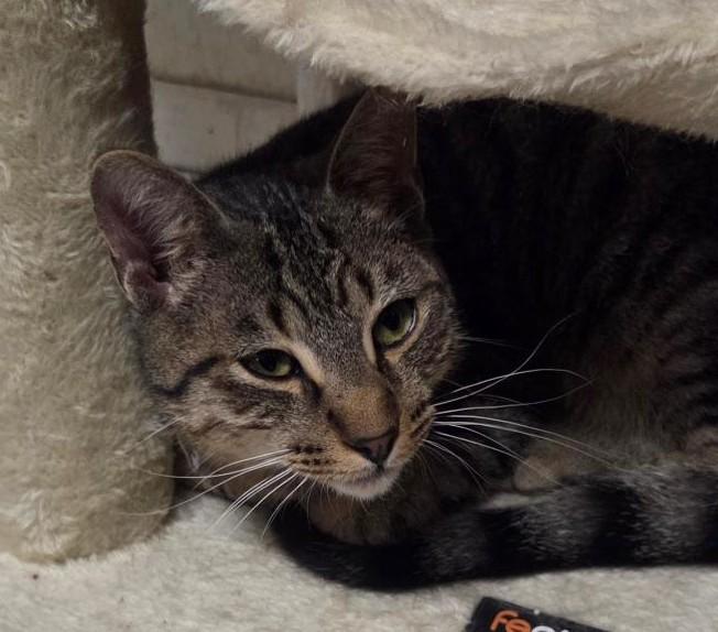 Enlarge Reggie, an adopted mixed breed in Las Cruces, NM image 1/2