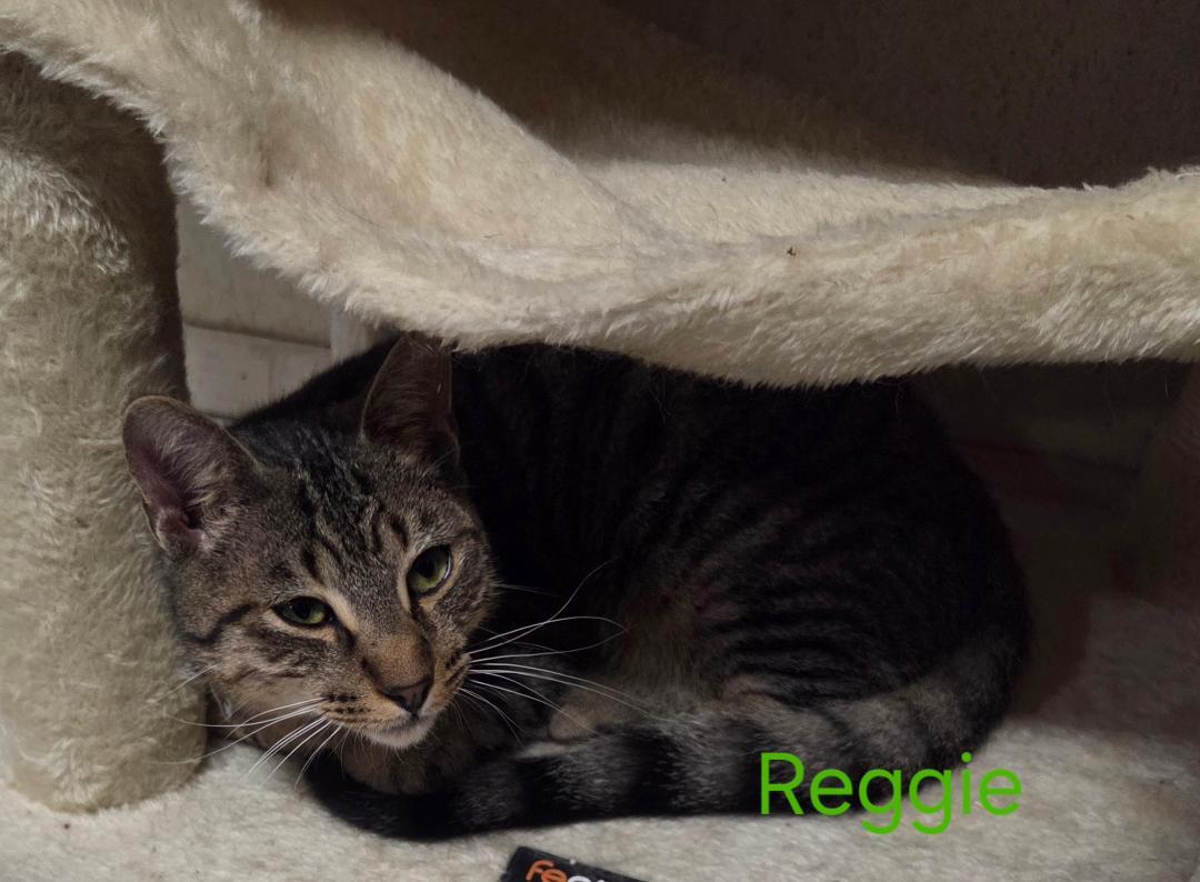 Enlarge Reggie, an adopted mixed breed in Las Cruces, NM image 2/2