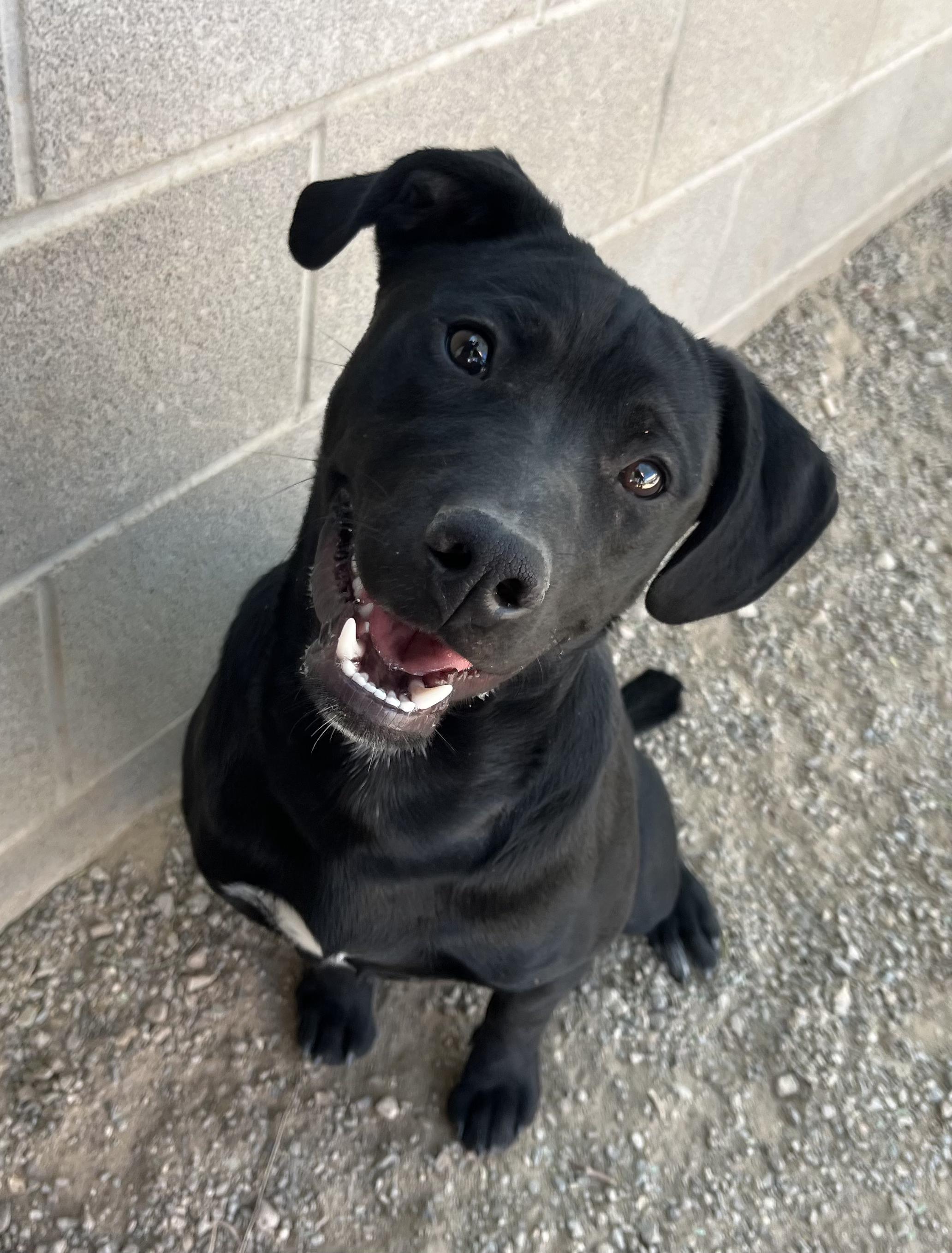 Hewie, Adopted, Young Male Labrador Retriever.