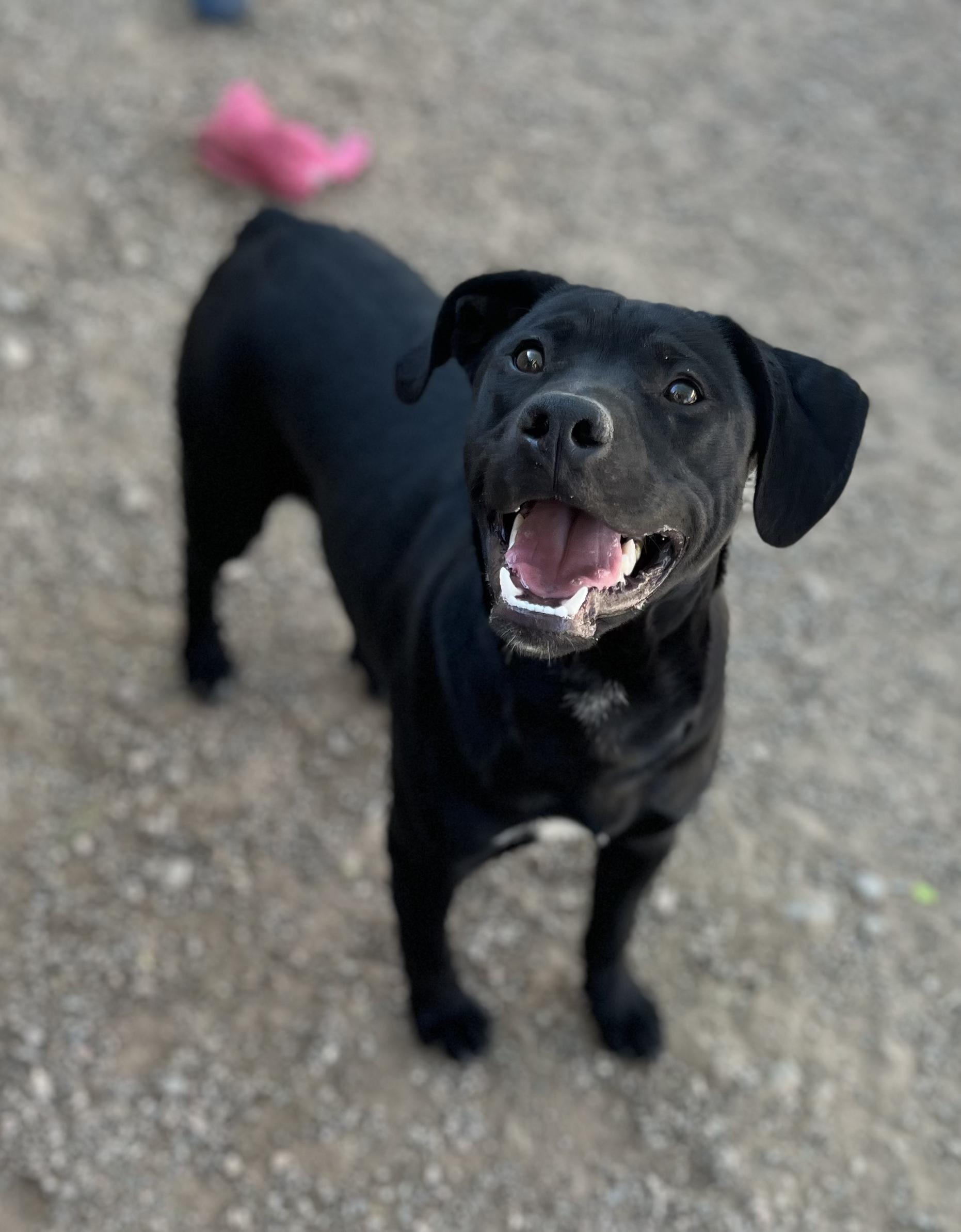 Enlarge Hewie, a Adopted mixed breed in Parker, AZ image 2/2
