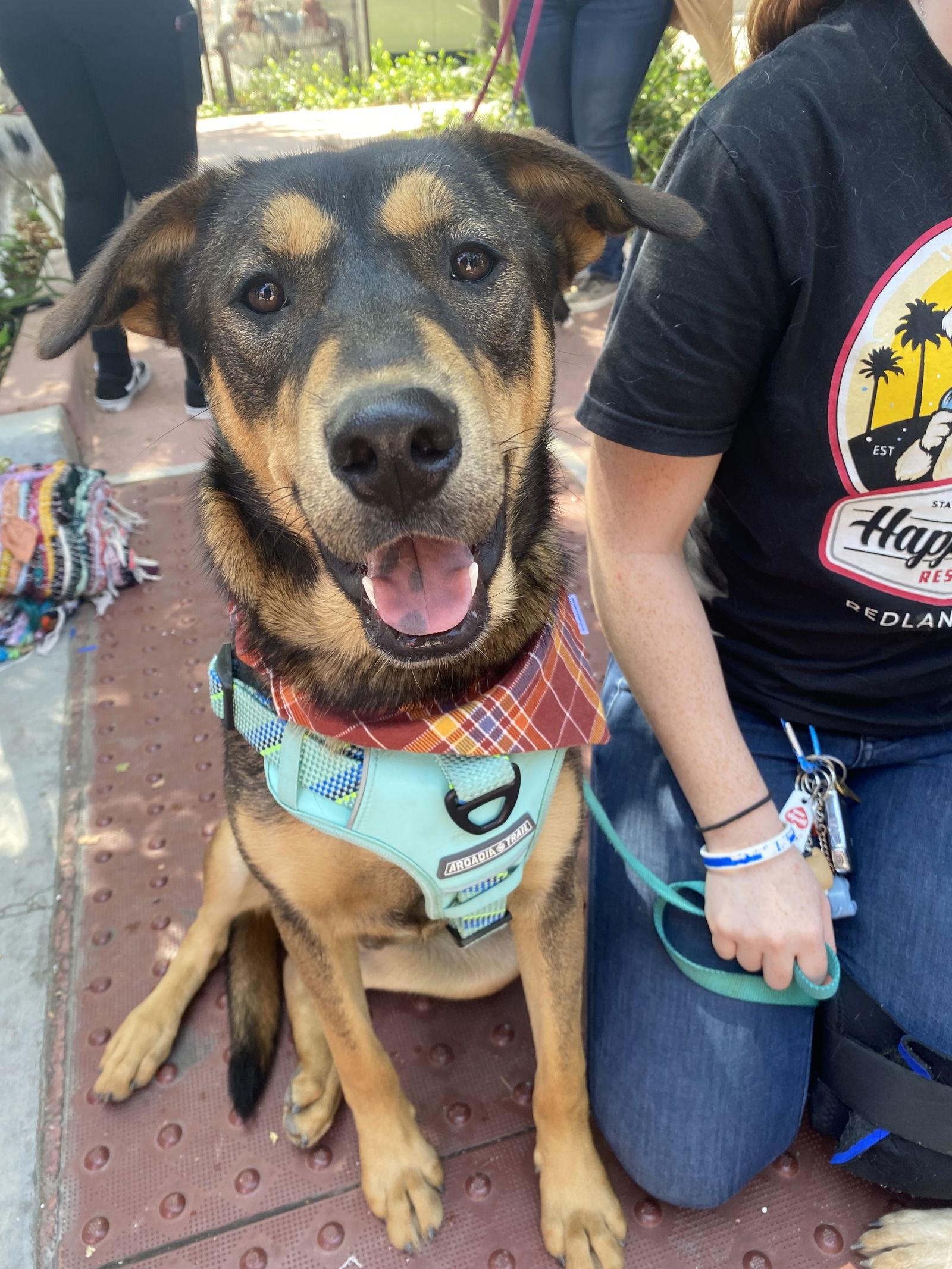 Zuko, Adoptable, Puppy Male Shepherd.