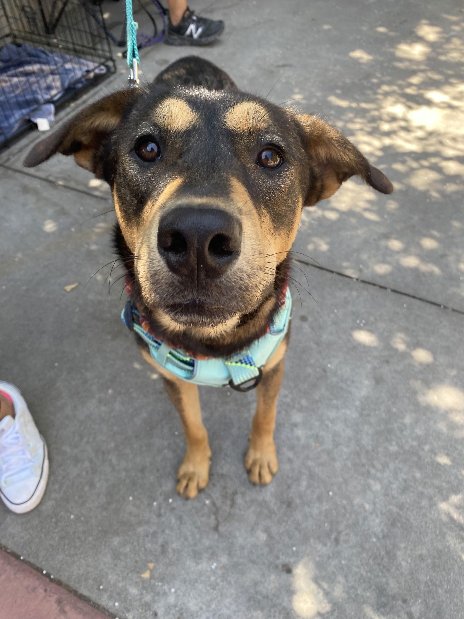 Zuko, a Adoptable Shepherd in La Verne, CA image 2/3