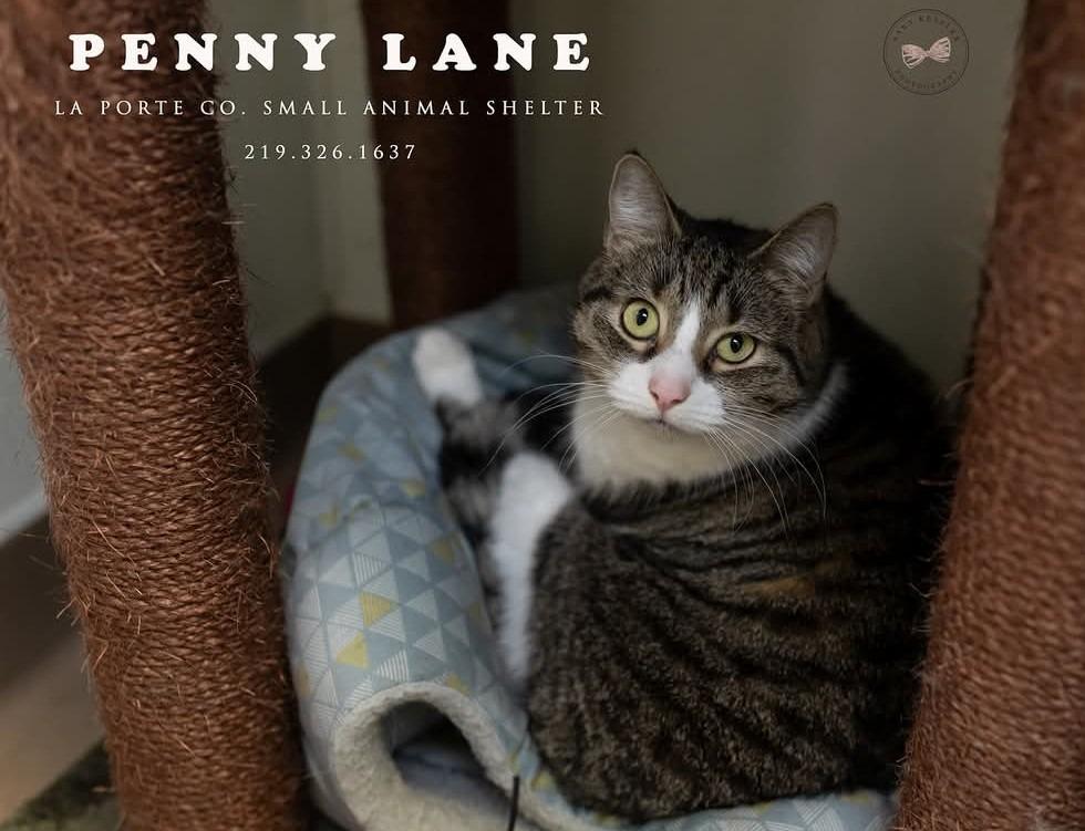 Penny Lane, a Adoptable mixed breed in La Porte, IN image 2/3