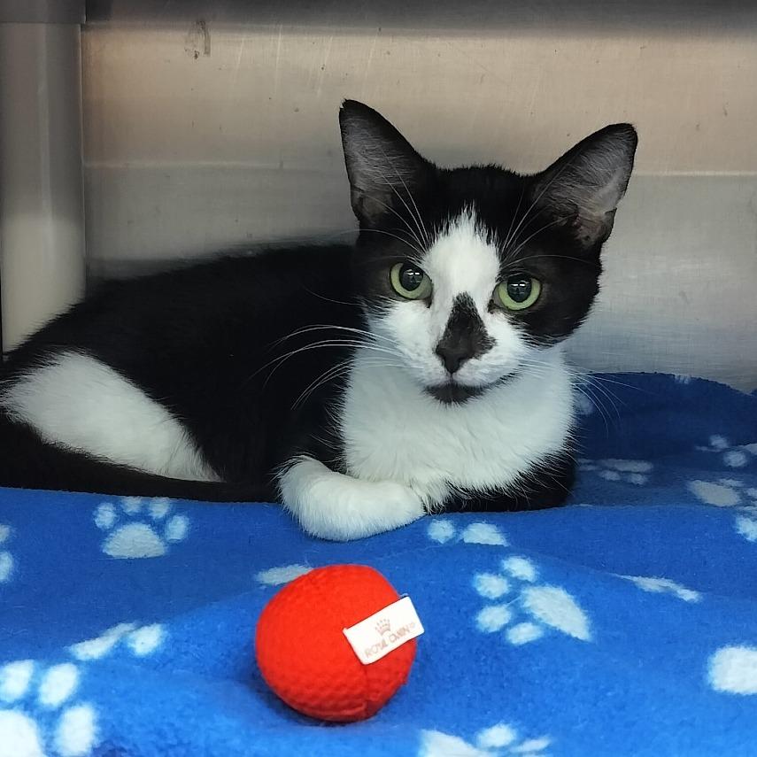 Maisy, Adoptable, Young Female Domestic Short Hair.