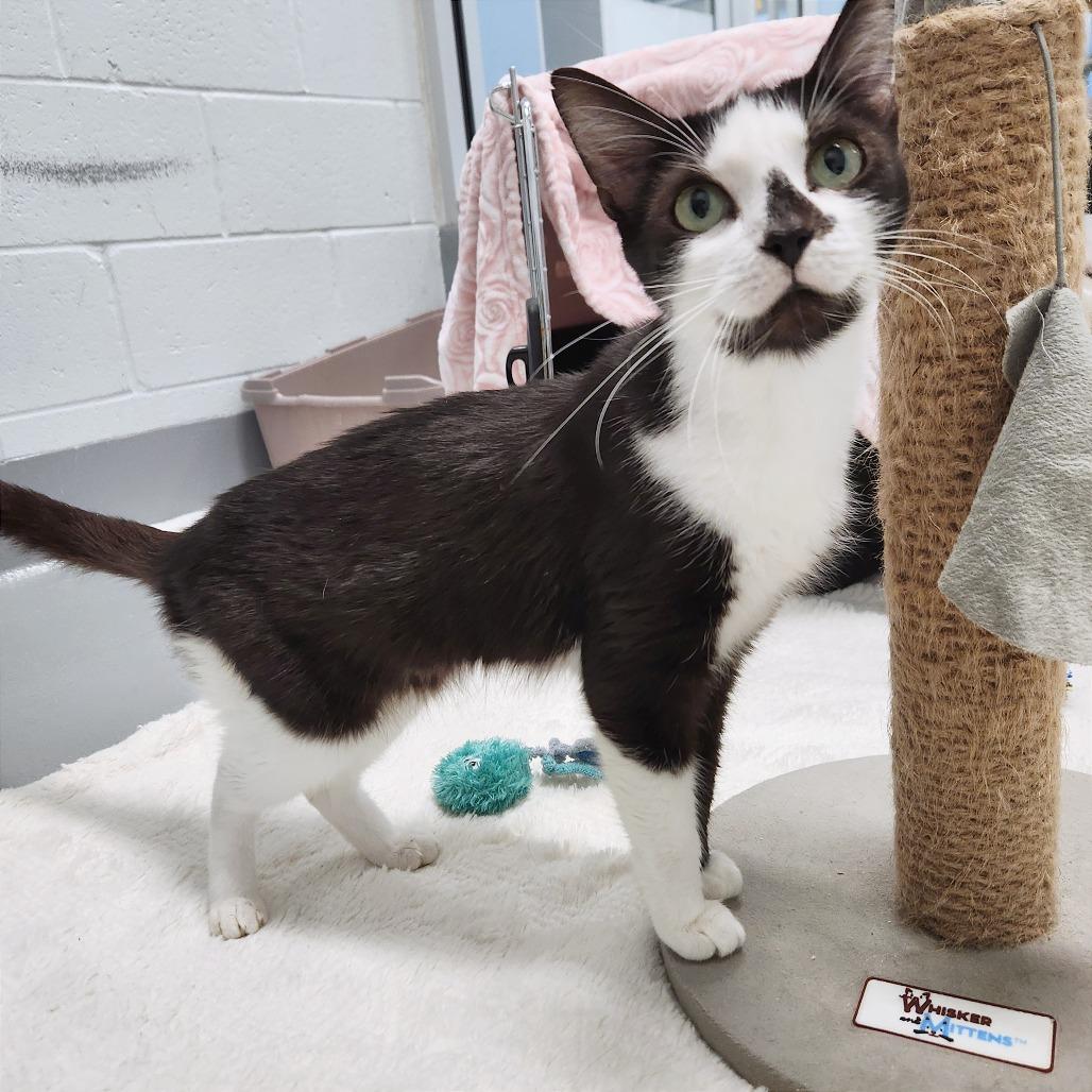 Enlarge Maisy, a Adoptable Domestic Short Hair in Naples, FL image 2/2