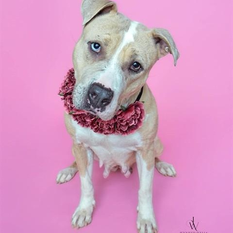 Enlarge Havana , a ADOPTABLE mixed breed in Manassas, VA image 1/1