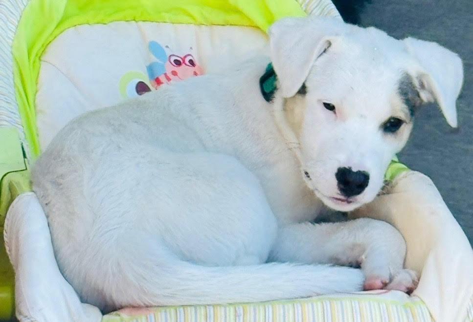 Enlarge Captain "Cappy", an adopted mixed breed in tracy, CA image 2/4