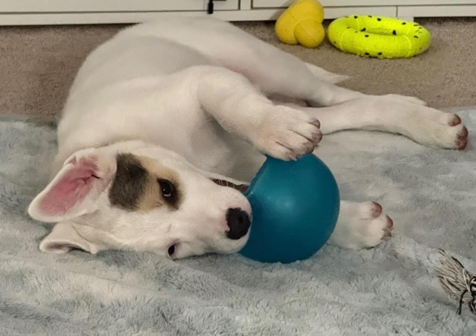 Enlarge Captain "Cappy", an adopted mixed breed in tracy, CA image 4/4