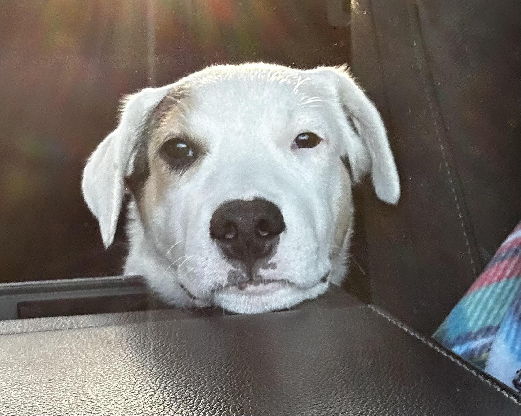 Enlarge Captain "Cappy", an adopted mixed breed in tracy, CA image 1/4