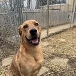 Cherokee, Young Male Labrador Retriever