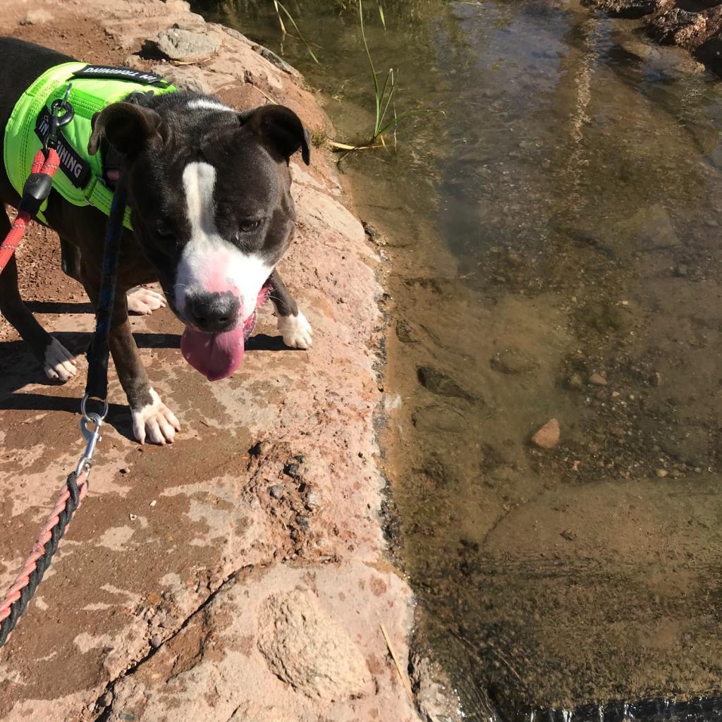 Enlarge Gwennie, a Adoptable Pit Bull Terrier in Phoenix, AZ image 1/6