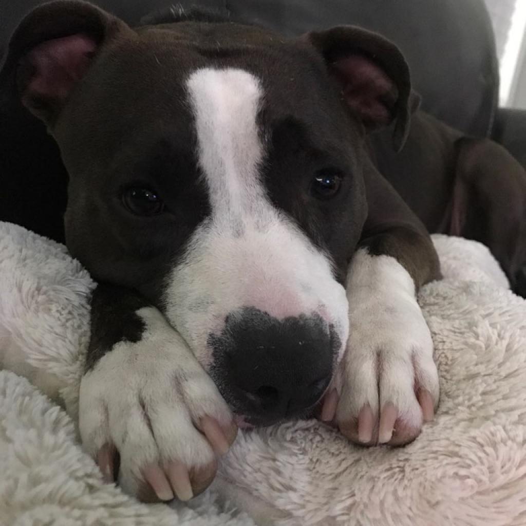 Gwennie, Adoptable, Adult Female Pit Bull Terrier.