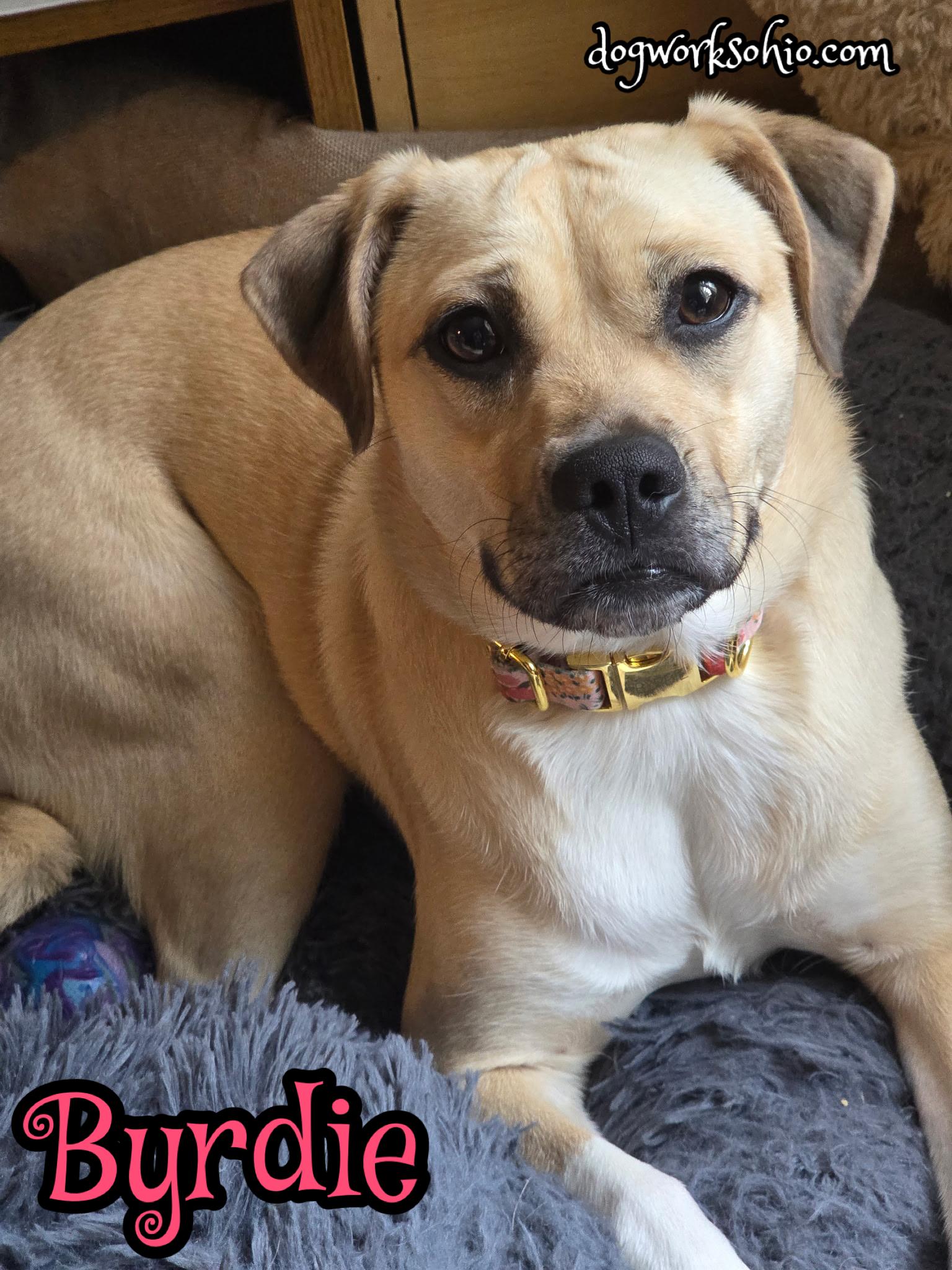 Byrdie, Adoptable, Young Female Pug & Labrador Retriever.