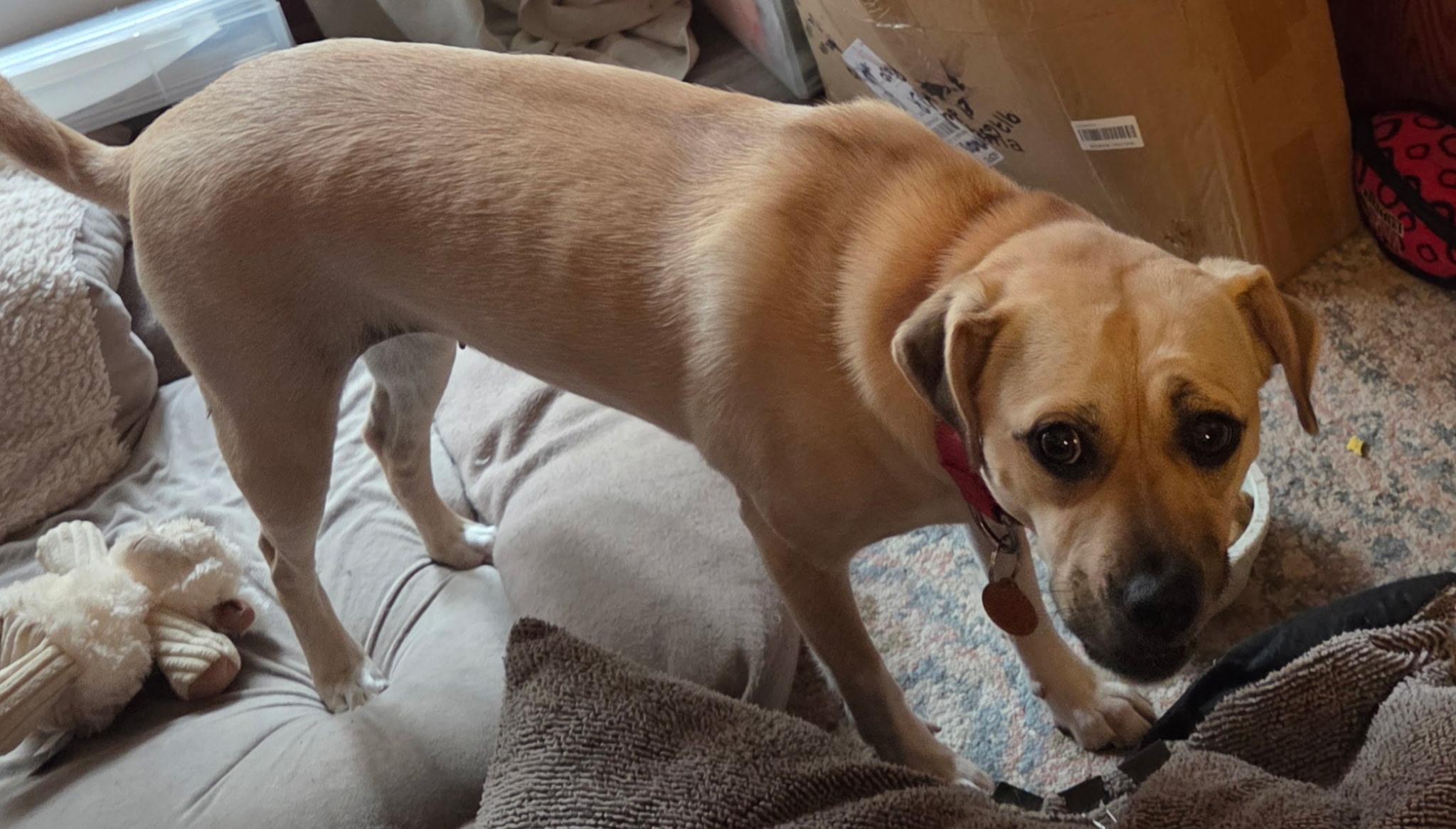 Enlarge Byrdie, a Adoptable mixed breed in Toledo, OH image 3/4